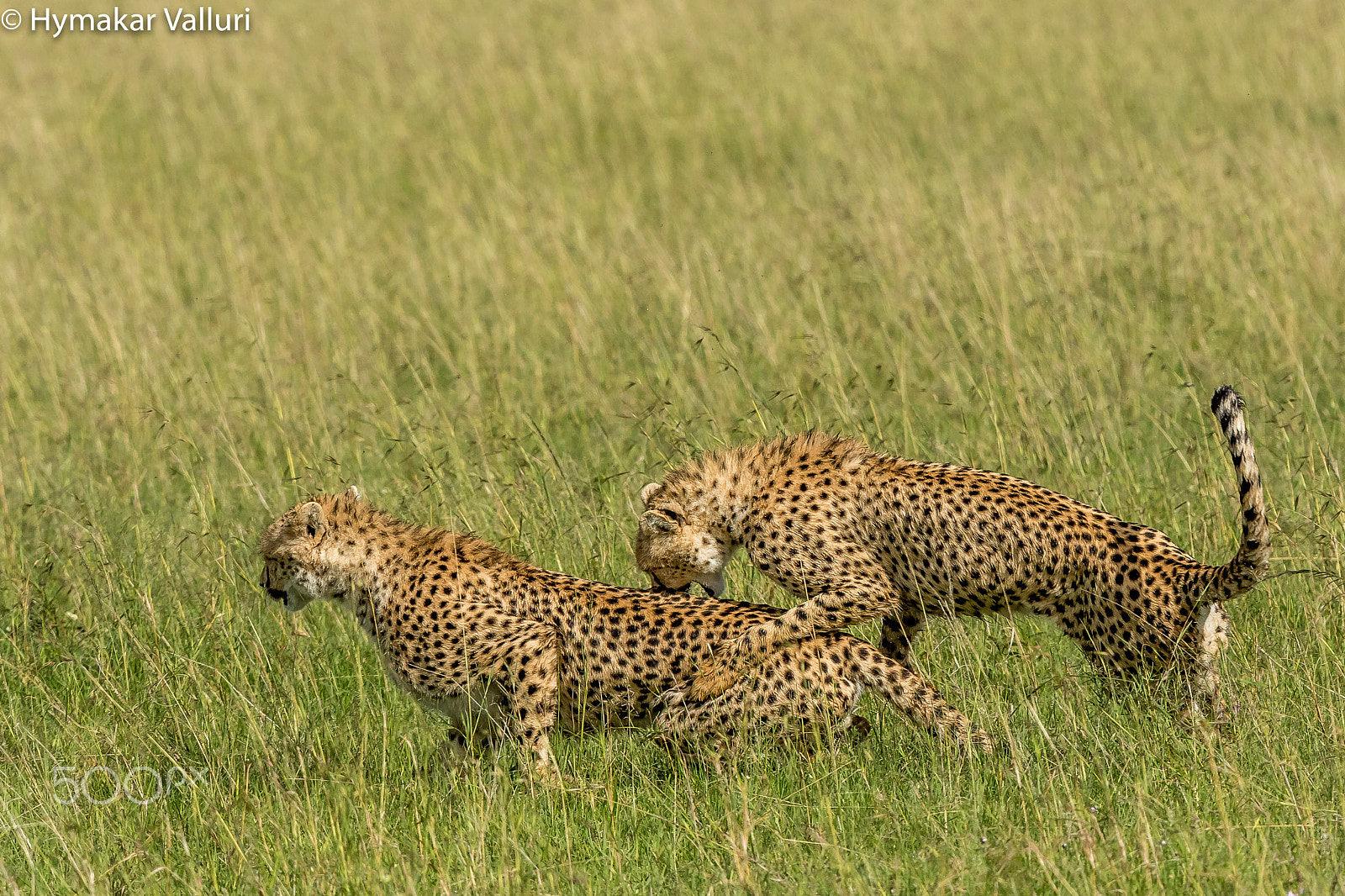 Canon EOS 7D Mark II + Canon EF 300mm F2.8L IS II USM sample photo. Cheetahs photography