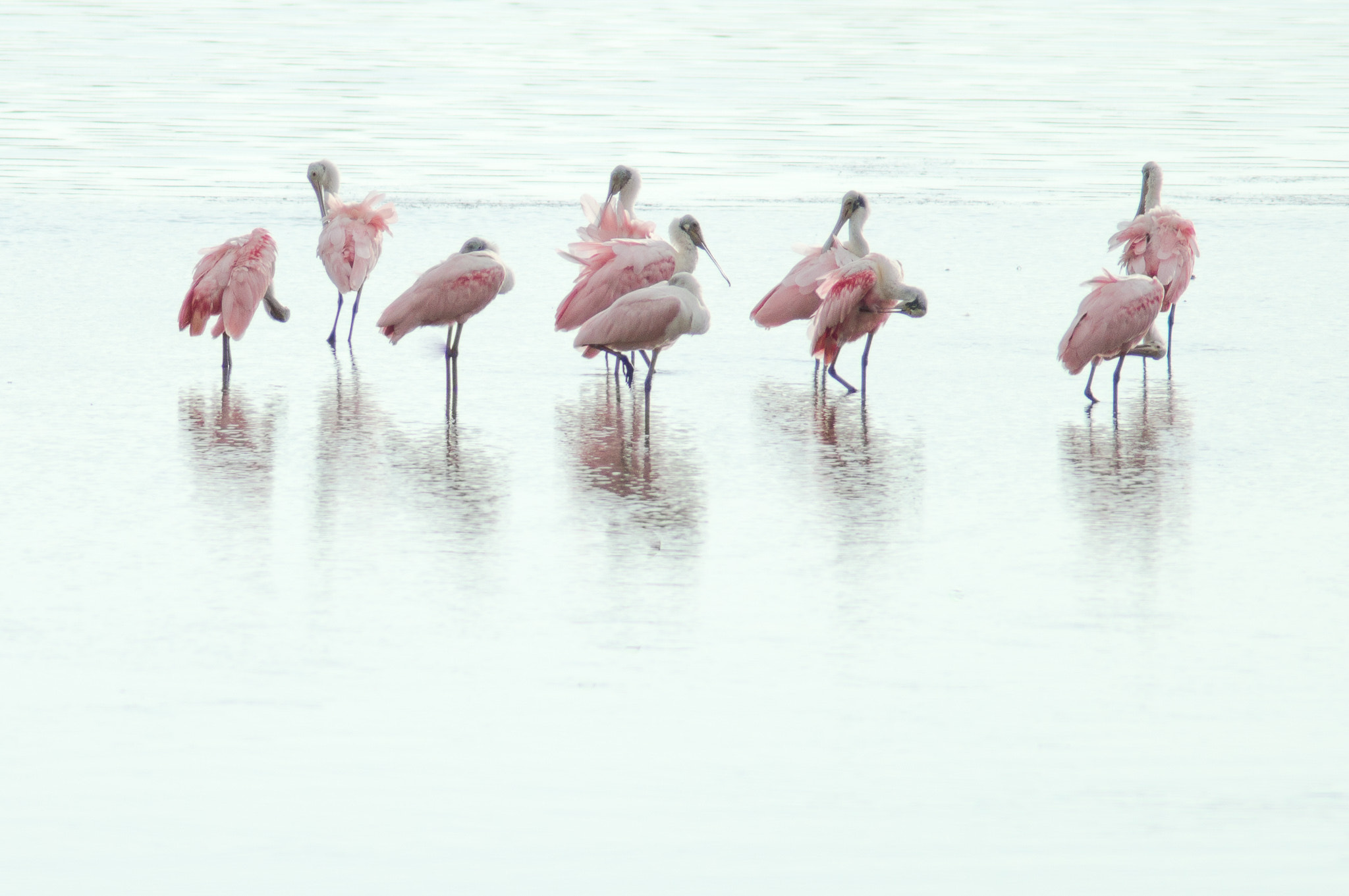 Tamron 200-400mm F5.6 LD sample photo. A gathering of spoonbills photography