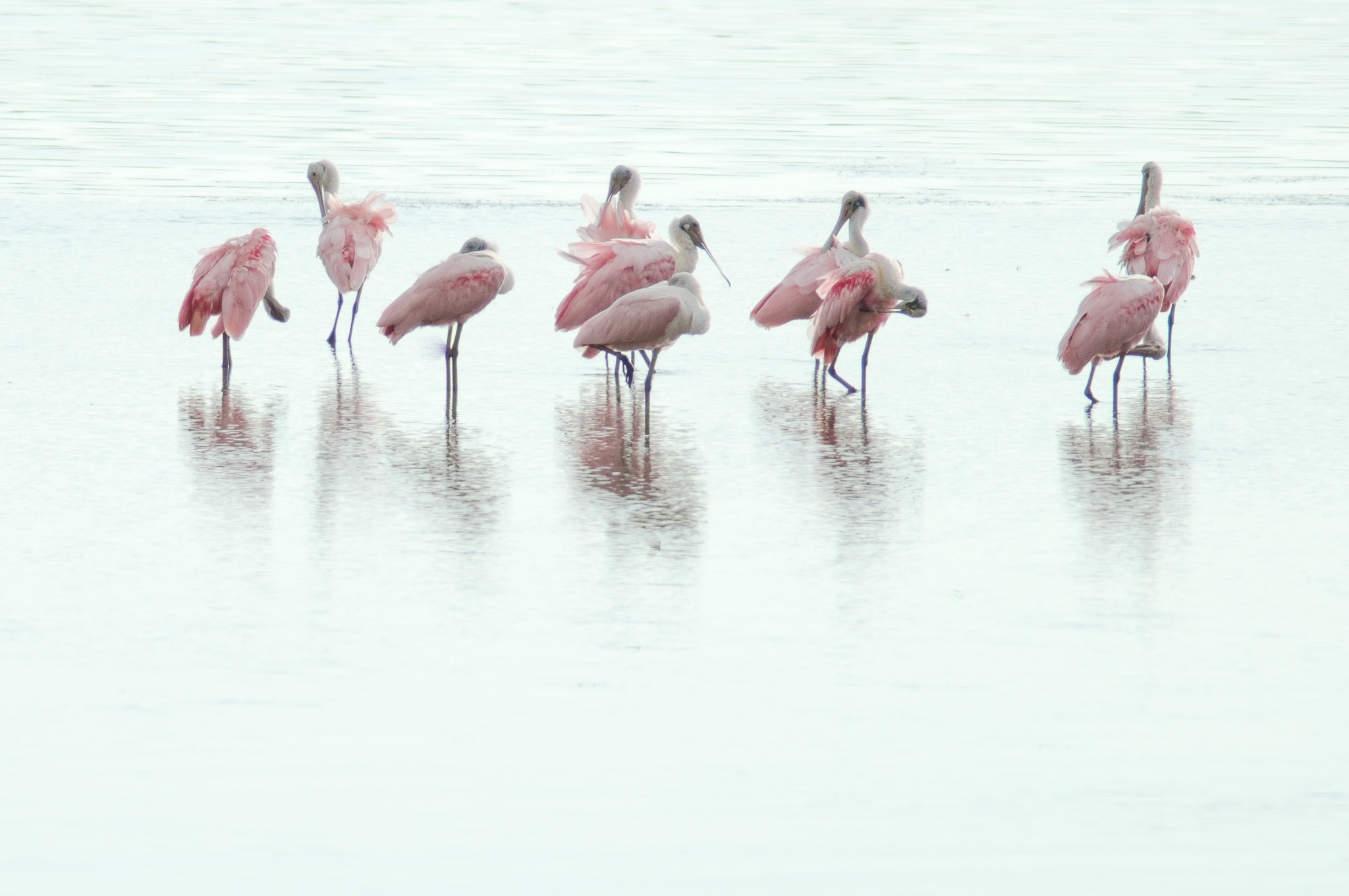 Sony SLT-A57 + Tamron 200-400mm F5.6 LD sample photo. A gathering of spoonbills photography