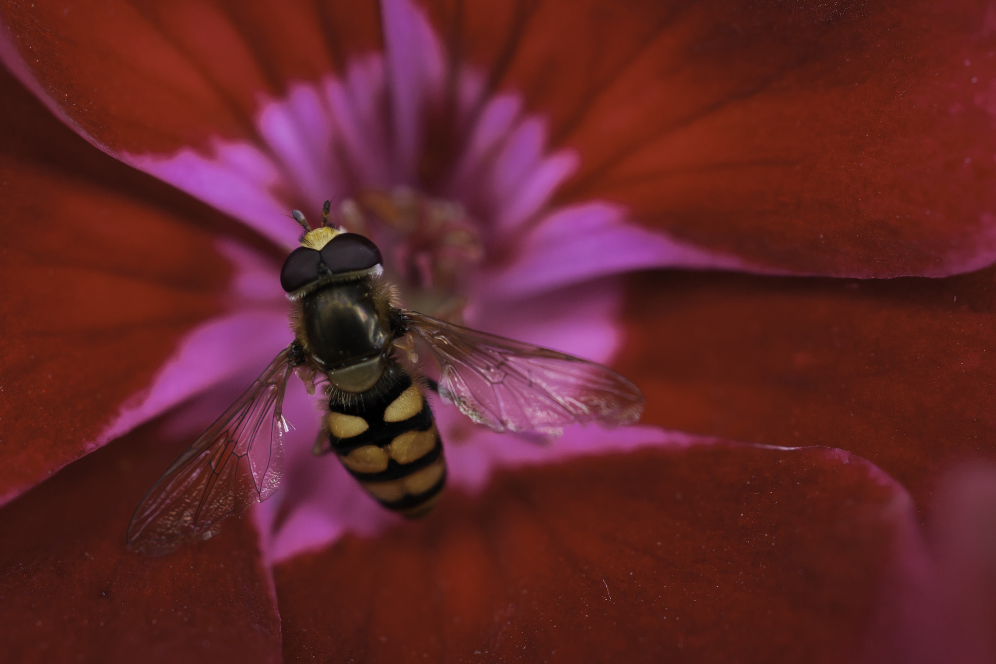 Sony Alpha DSLR-A700 + MACRO 50mm F2.8 sample photo. Resting photography