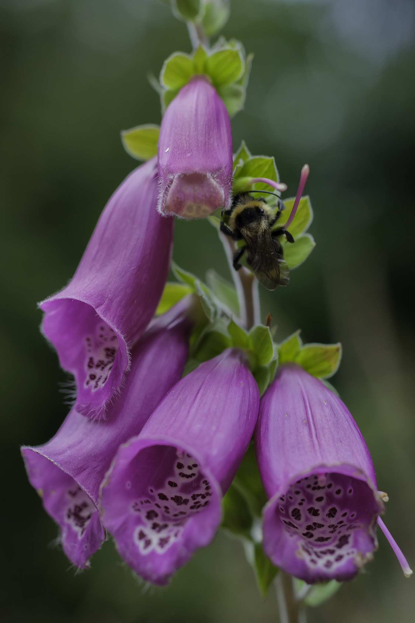 Sony Alpha DSLR-A700 + MACRO 50mm F2.8 sample photo. Busy bumblebee photography