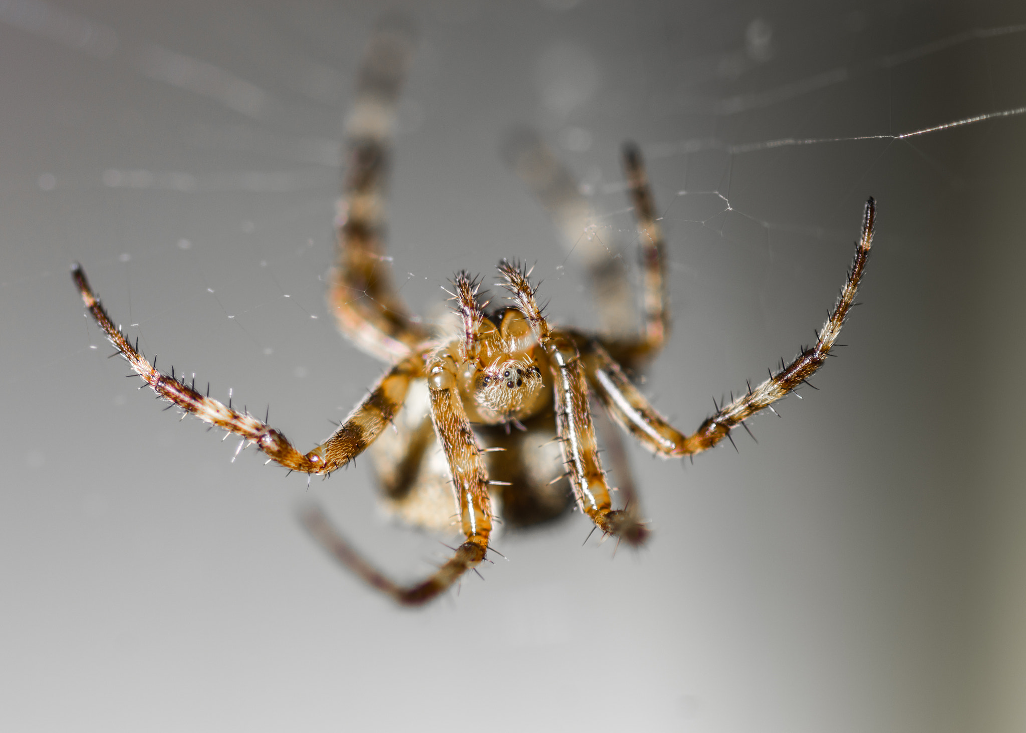 Pentax K-5 II + Tamron SP AF 90mm F2.8 Di Macro sample photo. Common spider photography