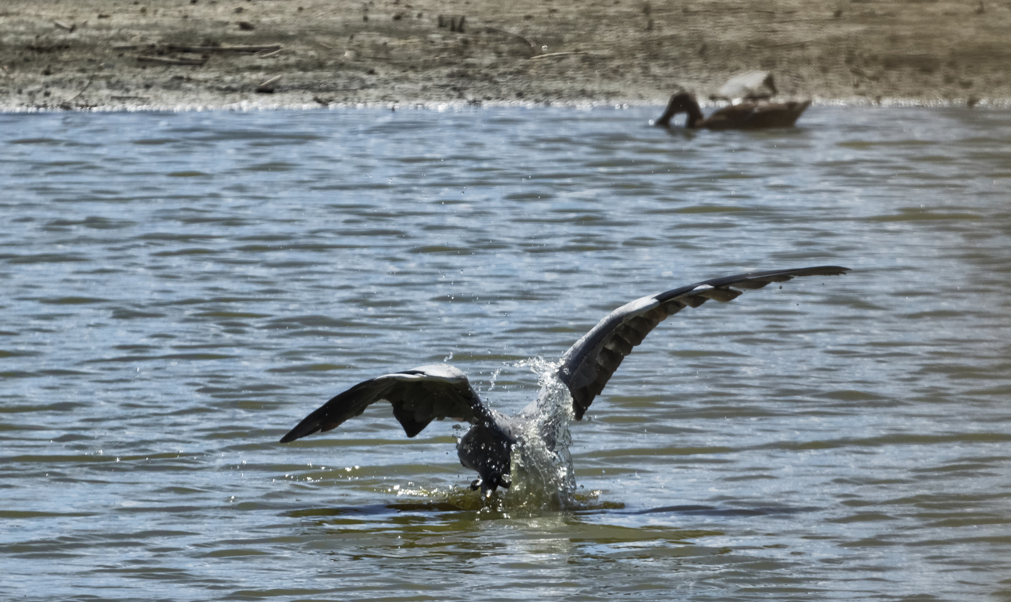 Canon EF 100-400mm F4.5-5.6L IS USM sample photo. Time to eat photography