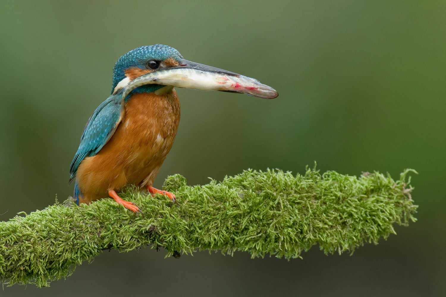 Pentax K-5 II sample photo. Kingfisher with prey photography