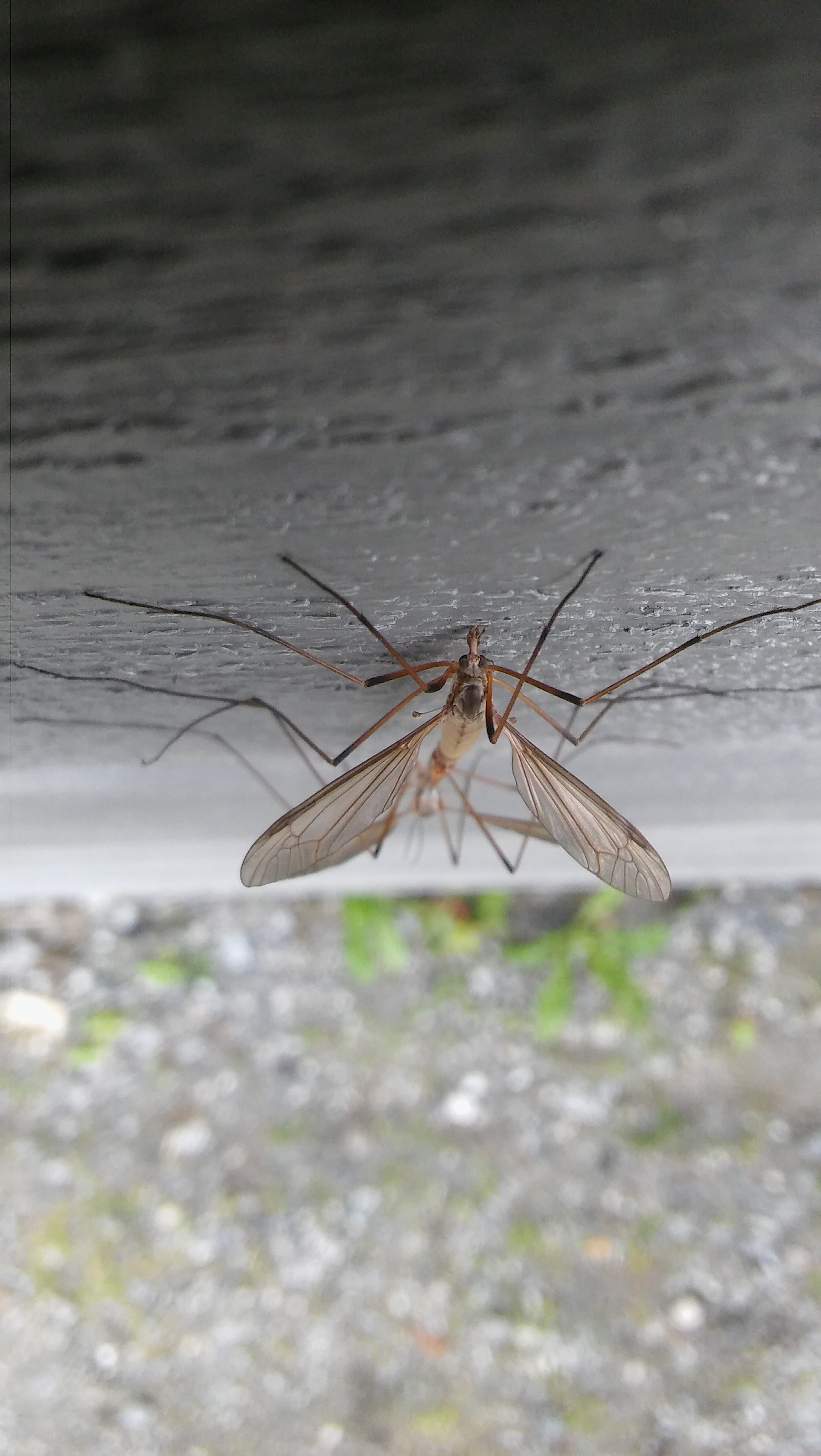 LG SPIRIT 4G LTE sample photo