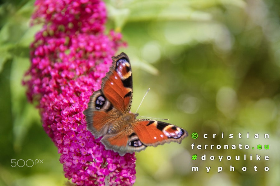 Canon EOS 750D (EOS Rebel T6i / EOS Kiss X8i) sample photo. Farfalla photography