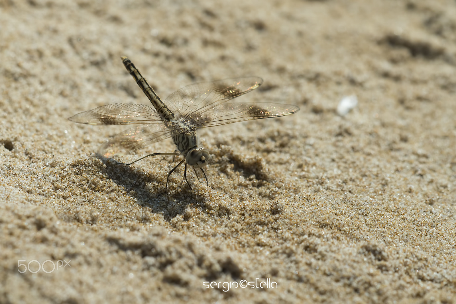 Sigma 150mm F2.8 EX DG Macro HSM sample photo. Brachythemis impartita ♀ photography