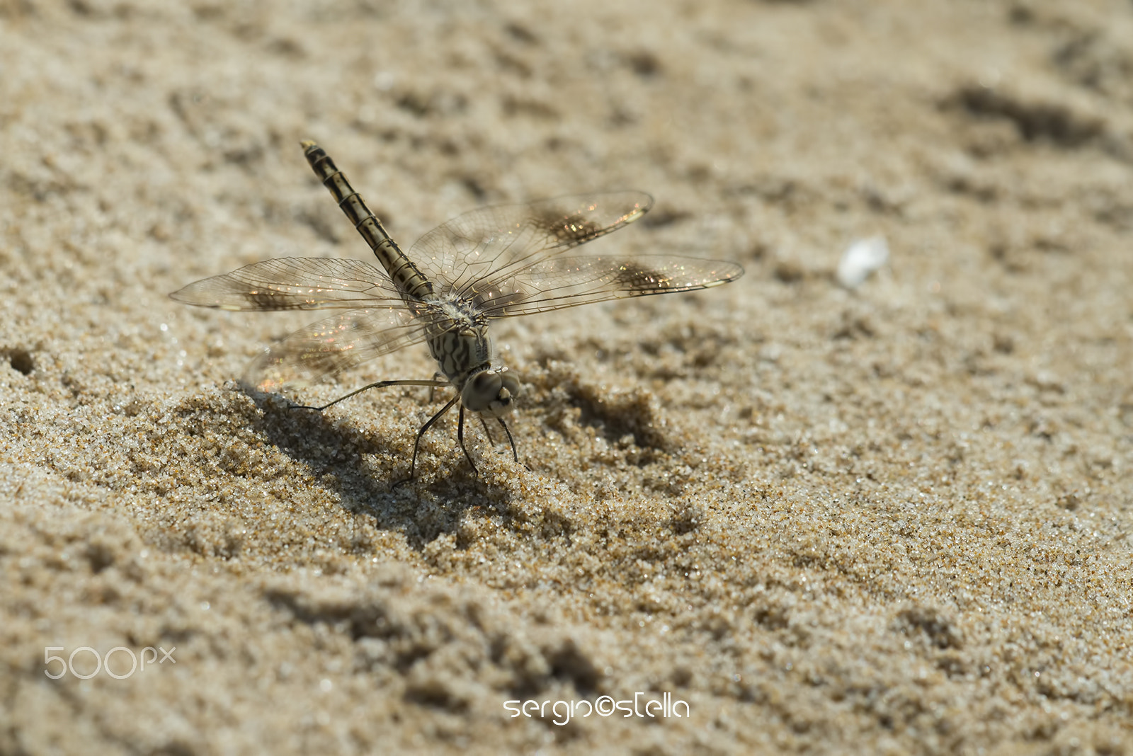 Nikon D610 + Sigma 150mm F2.8 EX DG Macro HSM sample photo. Brachythemis impartita ♀ photography