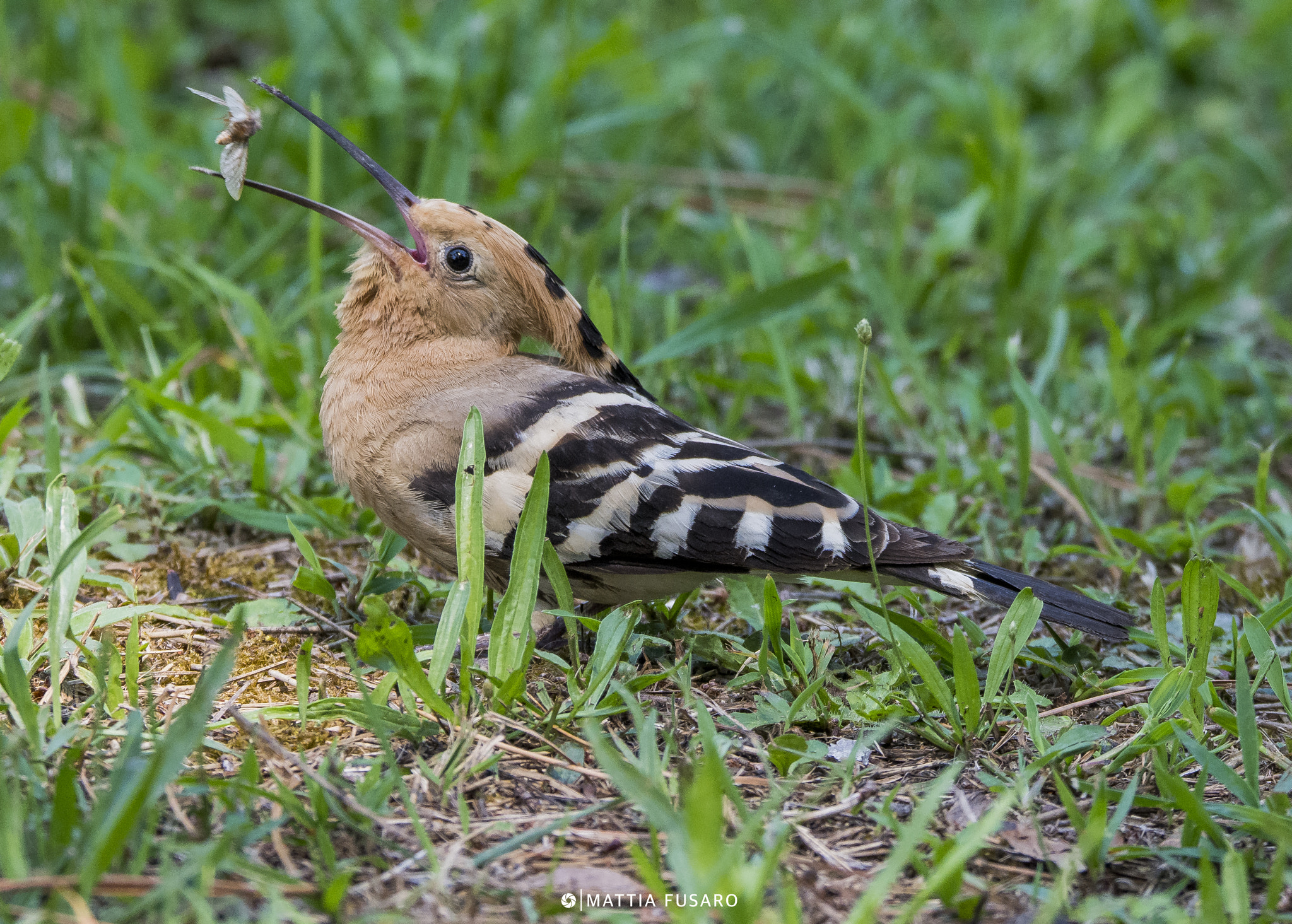 Sigma 150-600mm F5-6.3 DG OS HSM | S sample photo. Upupa affamata photography