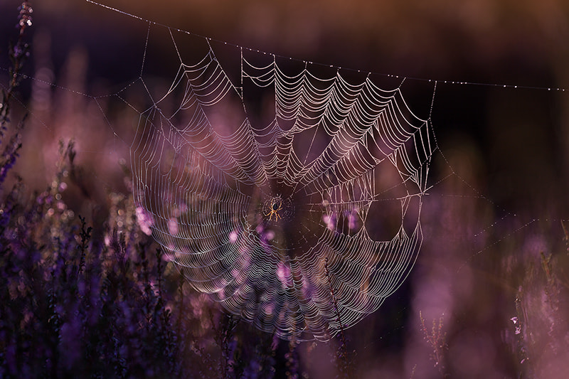 Canon EF 180mm F3.5L Macro USM sample photo. Spider web photography