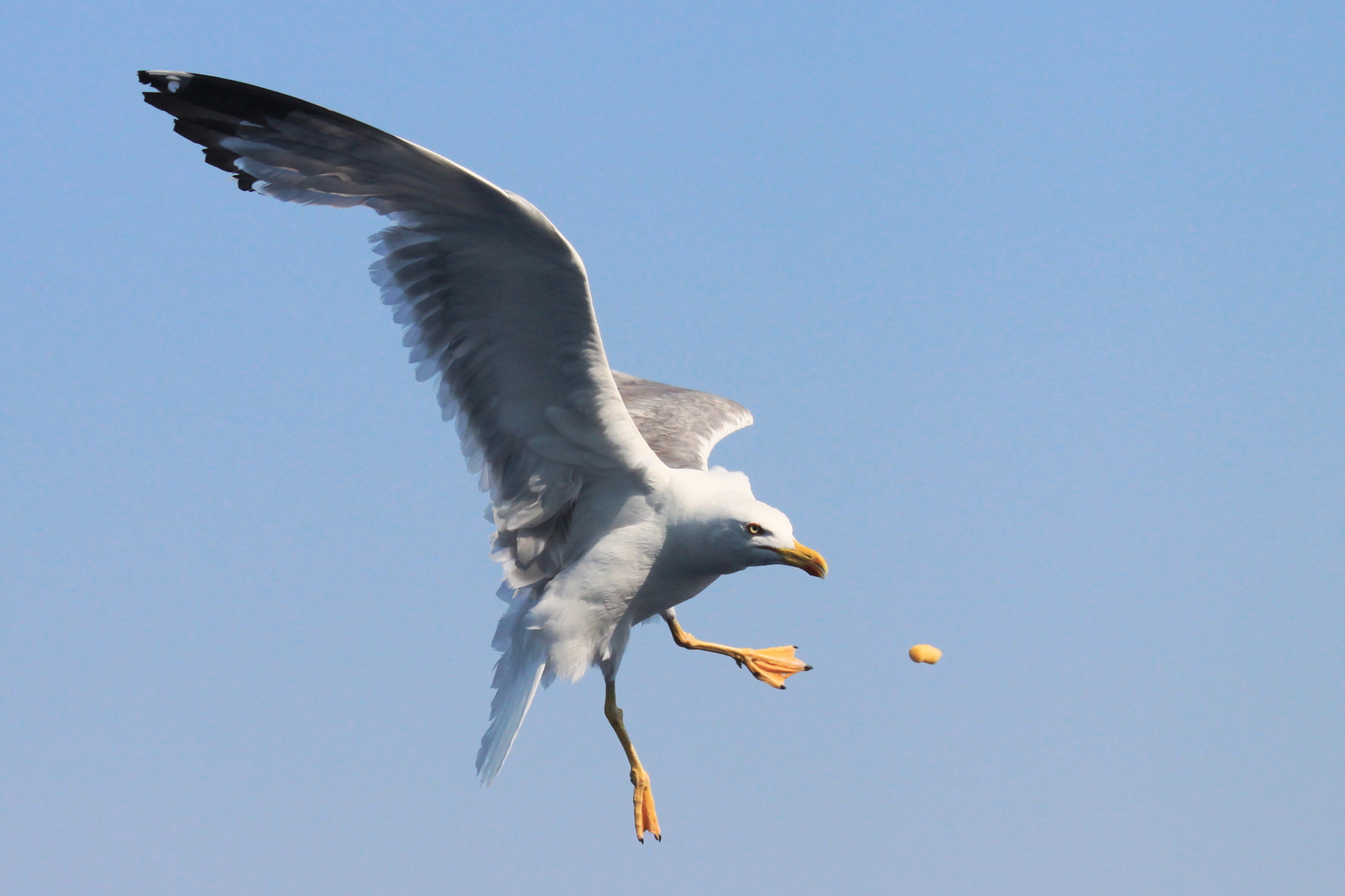 Canon EF 70-300mm F4-5.6 IS USM sample photo. The bird and the nut photography