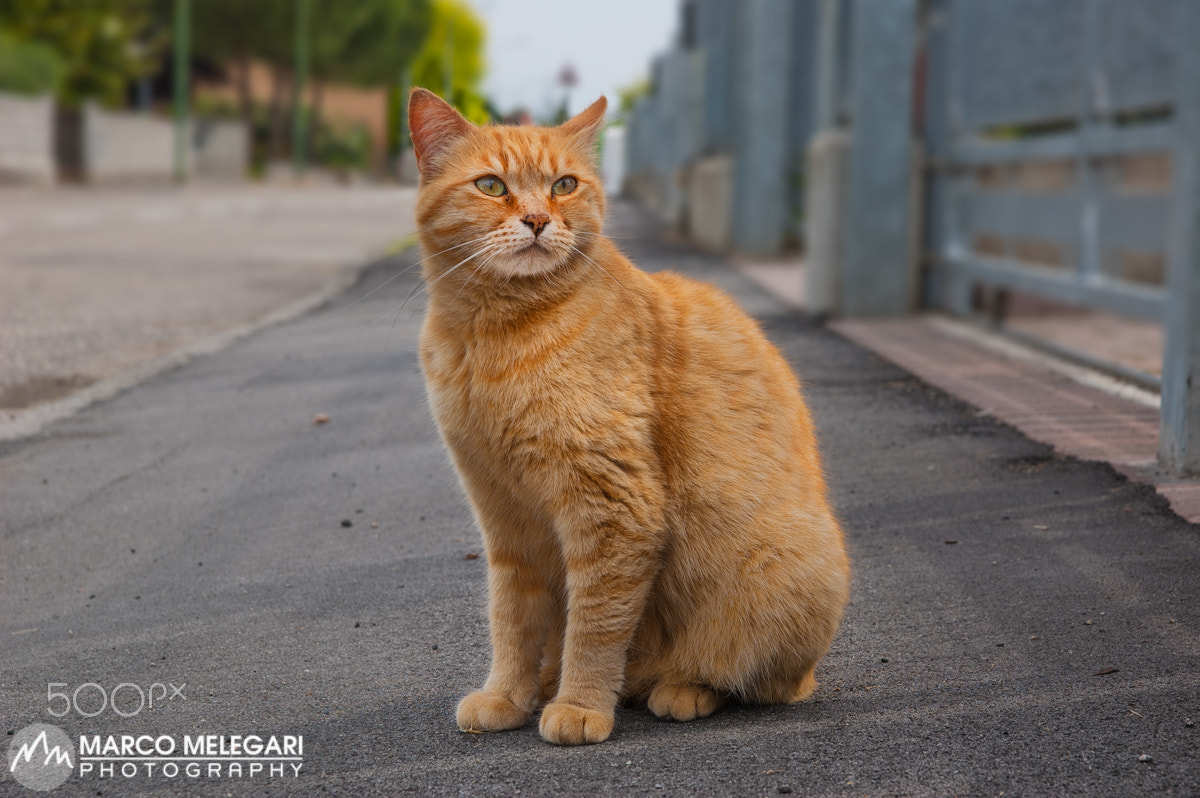 Nikon D50 sample photo. Urban tiger photography
