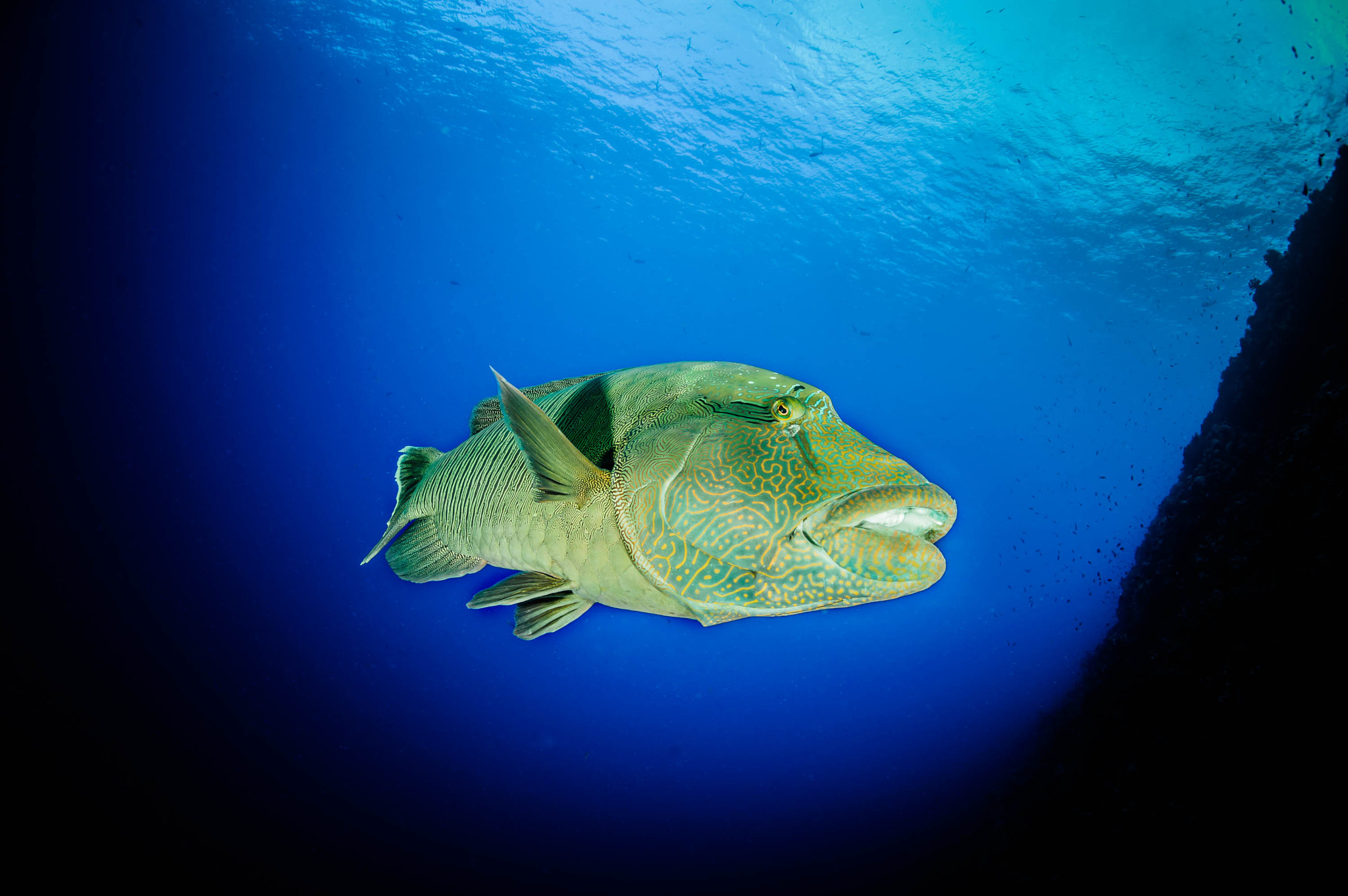 Nikon D700 + Nikon AF Fisheye-Nikkor 16mm F2.8D sample photo. Humphead wrasse cheilinus undulatus photography