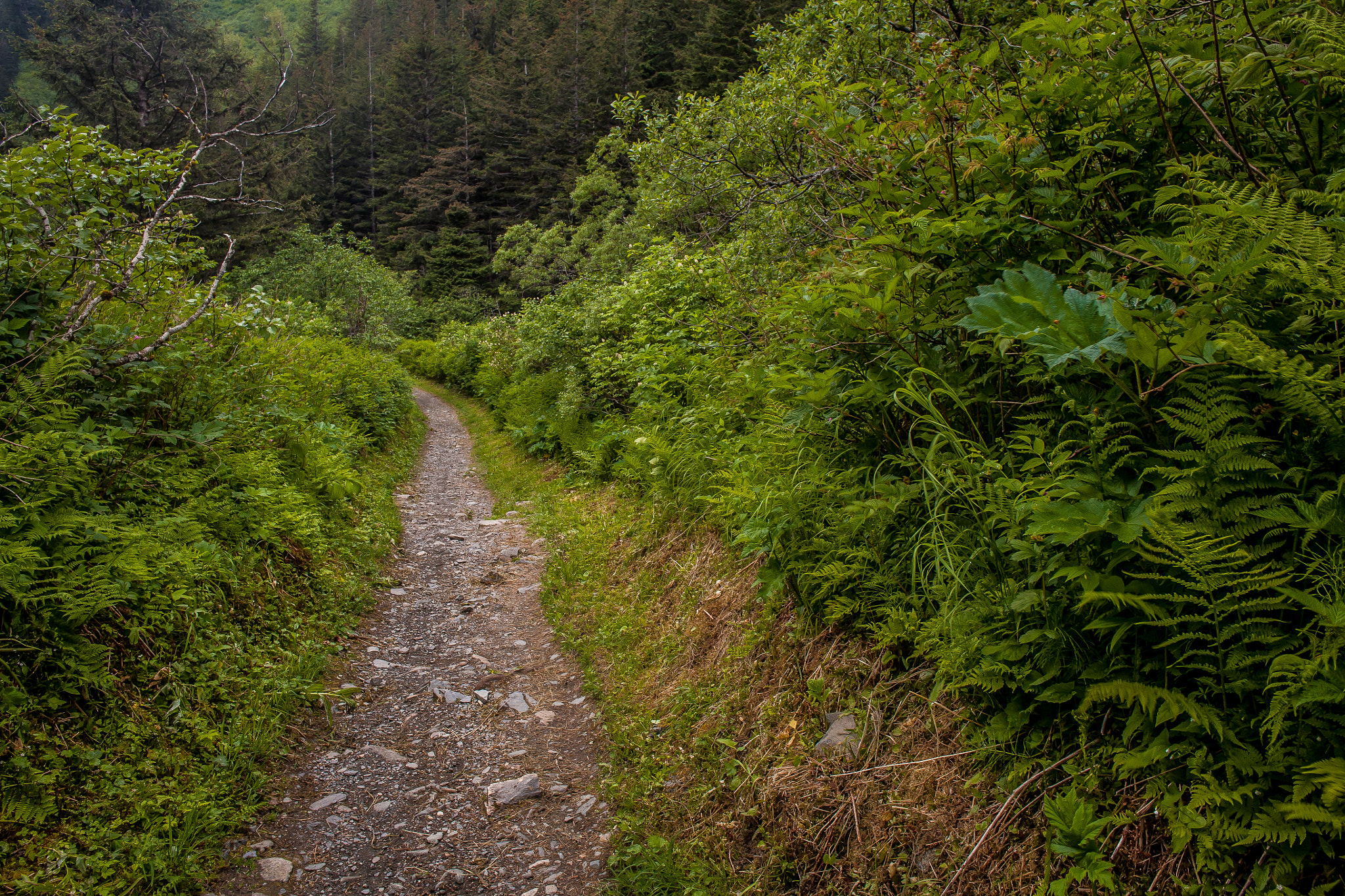 Canon EF 14mm F2.8L II USM sample photo. Forest trail. photography