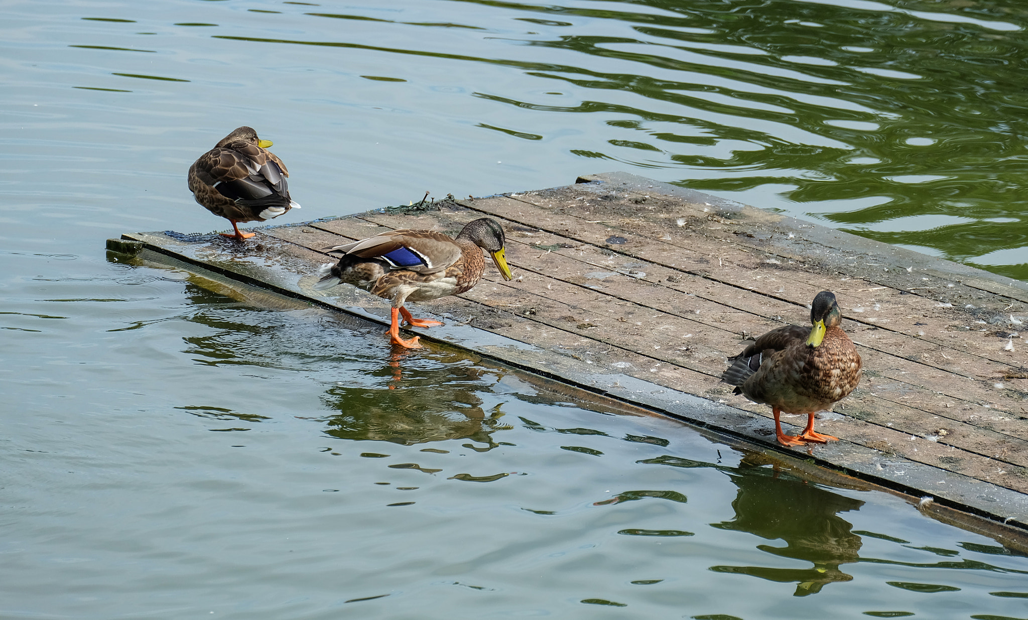 Fujifilm X-A1 + Fujifilm XC 50-230mm F4.5-6.7 OIS sample photo. Walk on the water :) photography