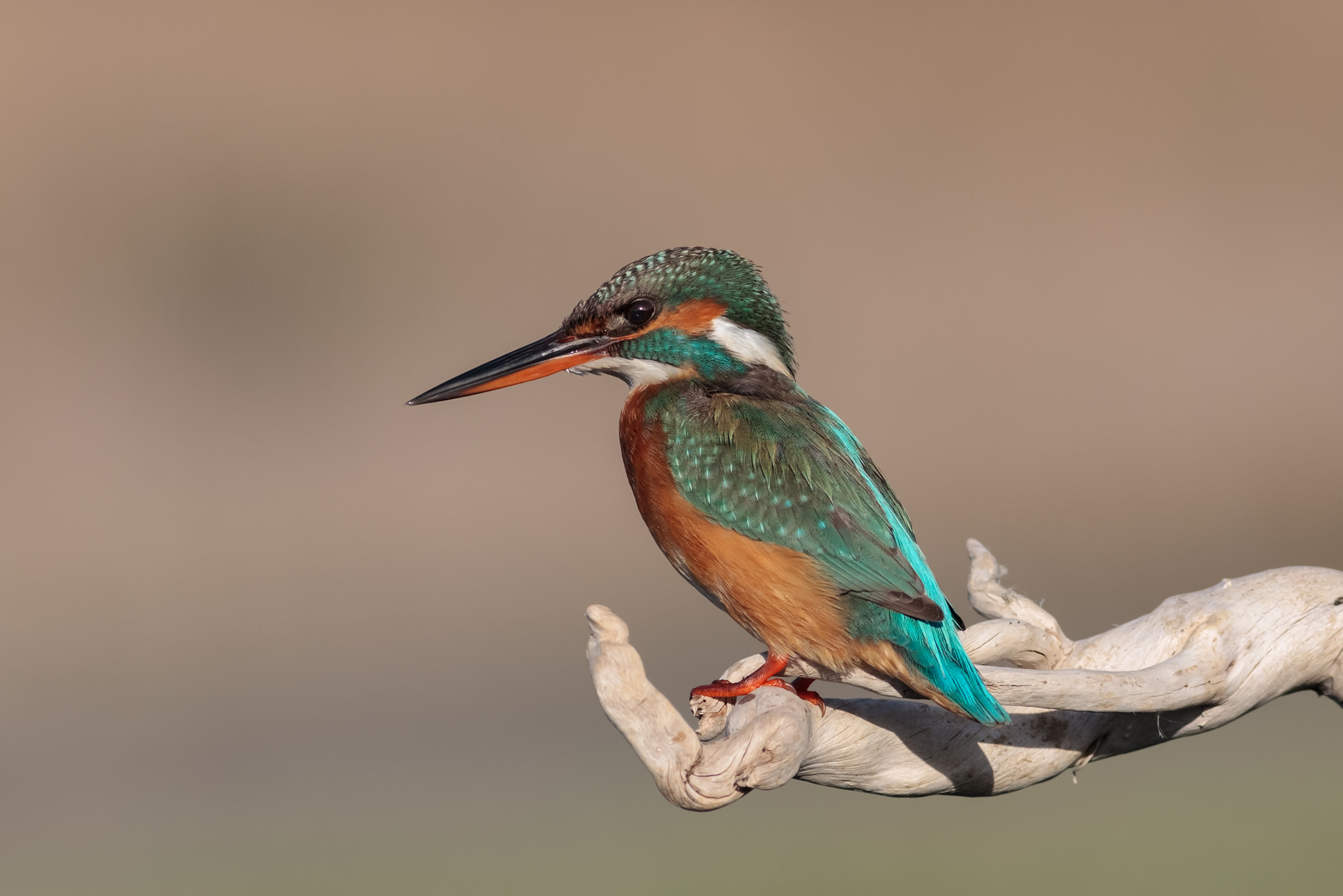 Canon EOS-1D Mark III sample photo. Martin pescatore photography