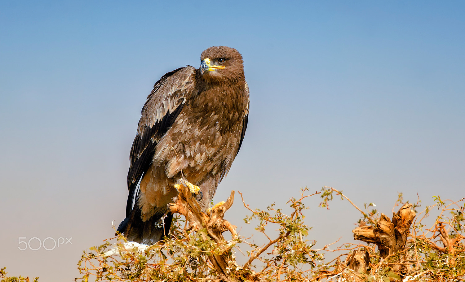 Nikon D7000 + Nikon AF-S Nikkor 500mm F4G ED VR sample photo. Steppe eagle photography
