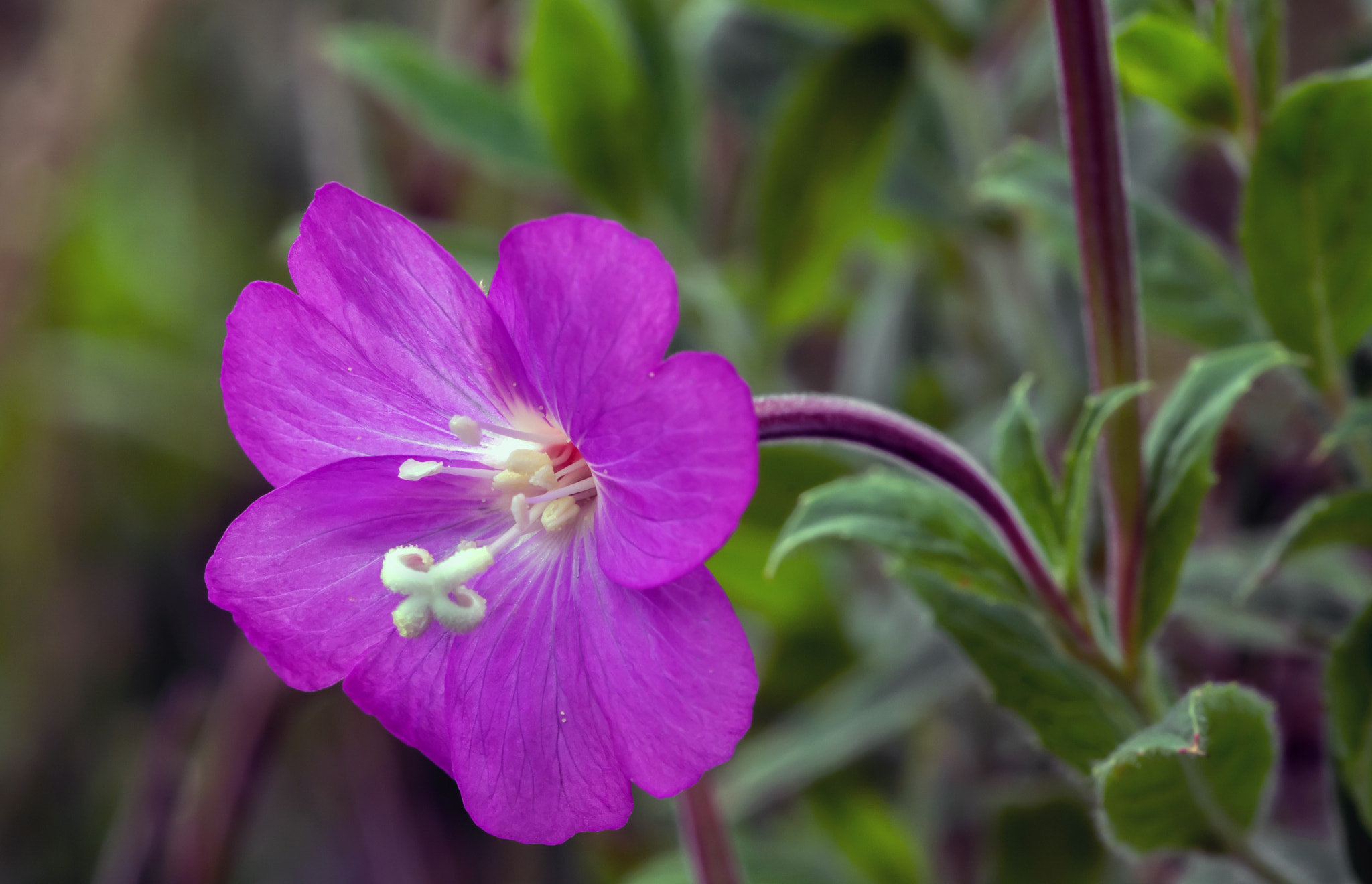 Nikon D7100 + AF Micro-Nikkor 60mm f/2.8 sample photo. The greatest of willowherbs.... photography