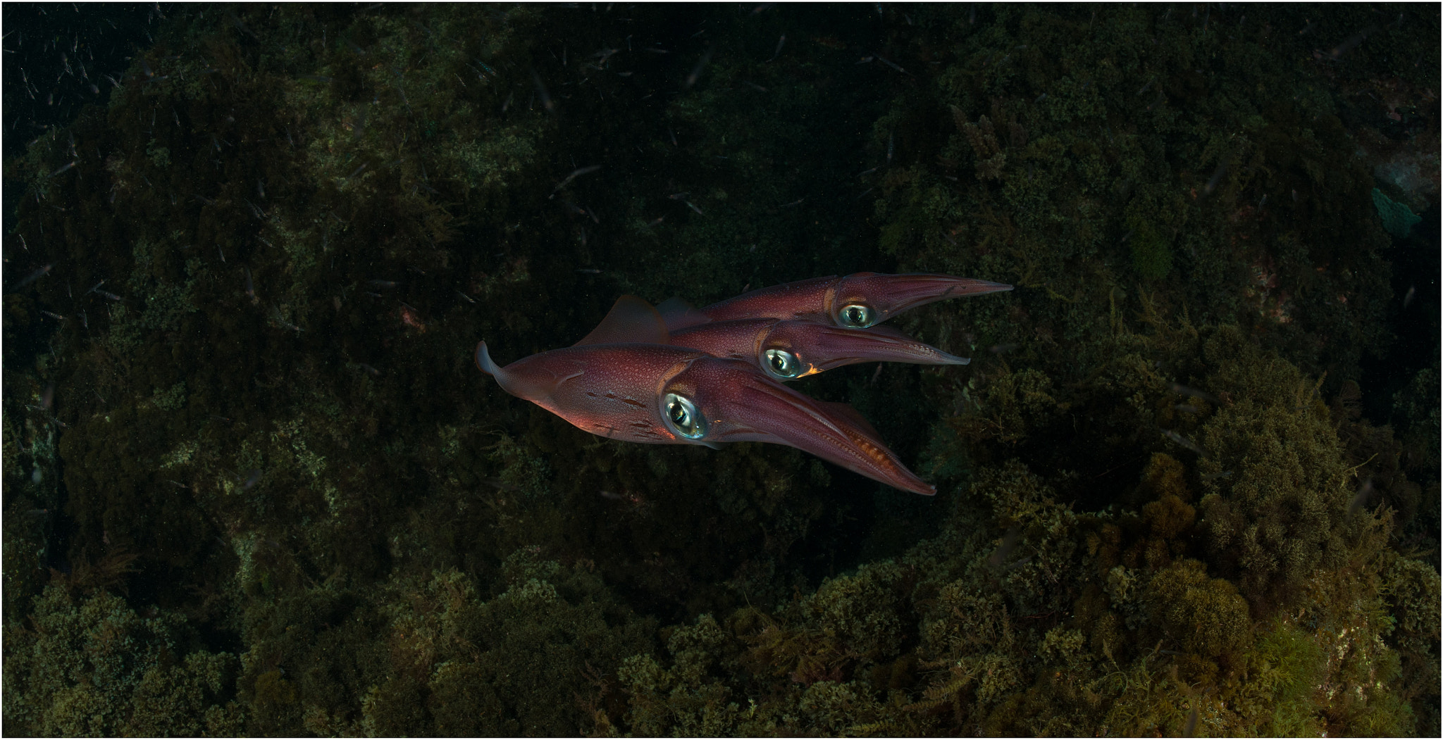 Nikon D800E + Nikon AF Fisheye-Nikkor 16mm F2.8D sample photo. Squid-trio photography