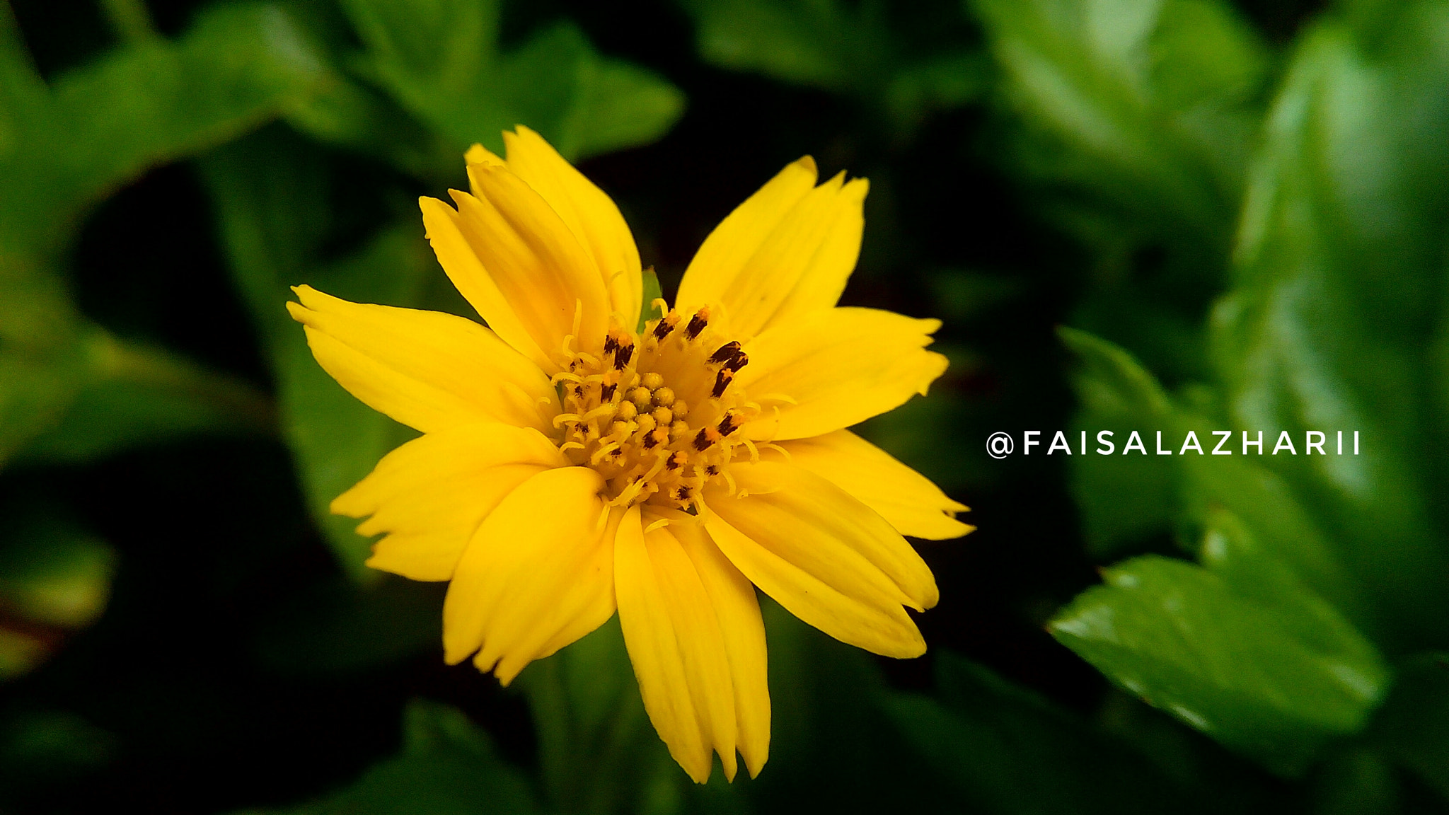Xiaomi HM NOTE sample photo. Flower  photography