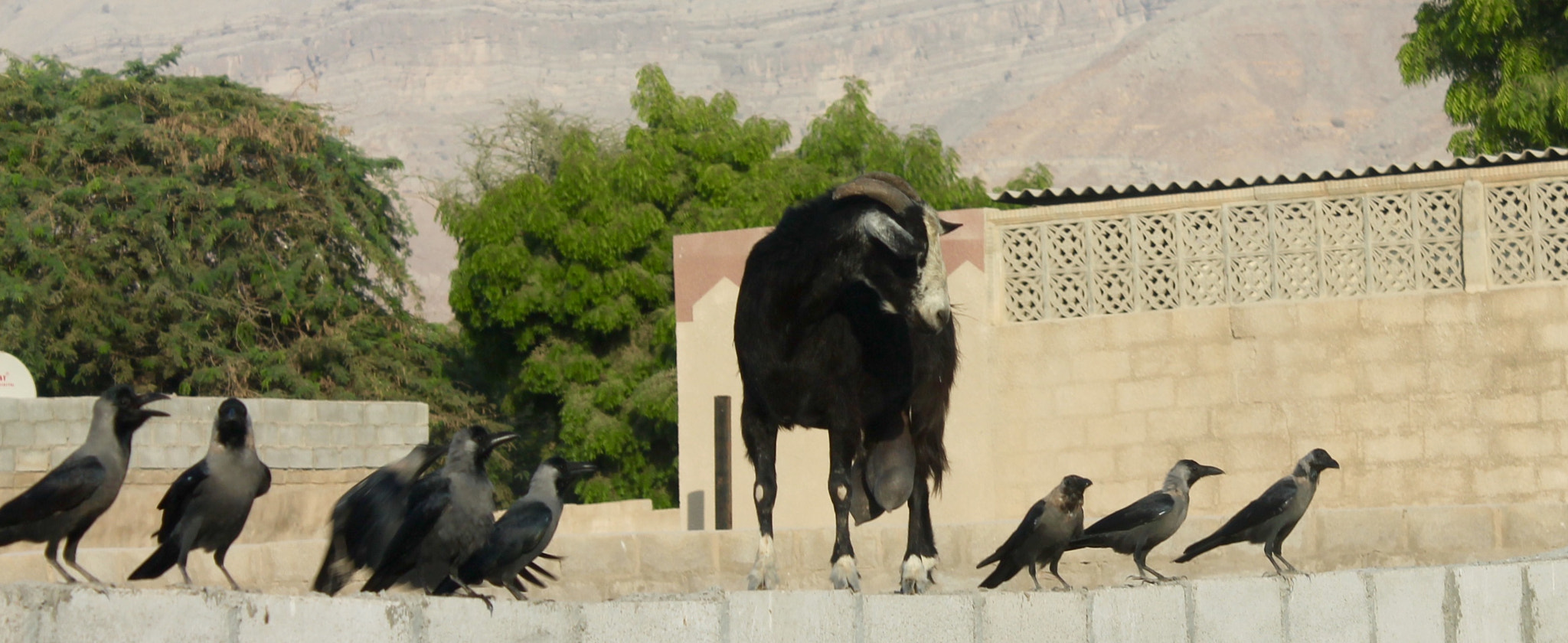 Canon EOS 1100D (EOS Rebel T3 / EOS Kiss X50) + Canon EF-S 18-55mm F3.5-5.6 III sample photo. Goat trying to blend in with jackdaws photography