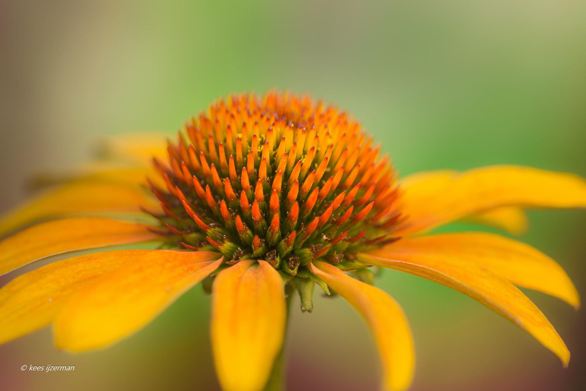 Sony SLT-A77 + Sony 100mm F2.8 Macro sample photo. Cleopatra. photography