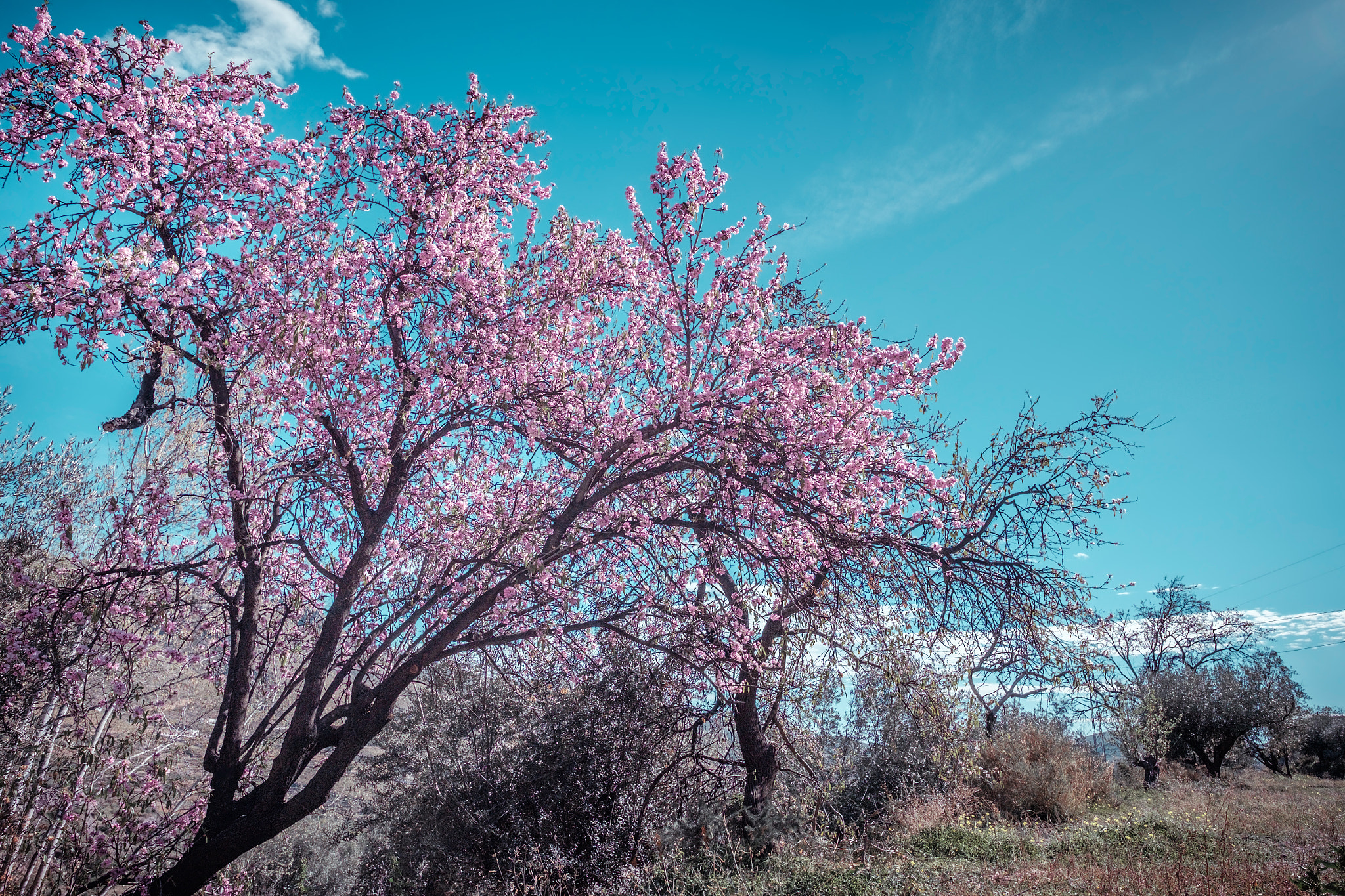 Fujifilm X-E2 + Fujifilm XF 14mm F2.8 R sample photo. Almendro en flor en enix photography
