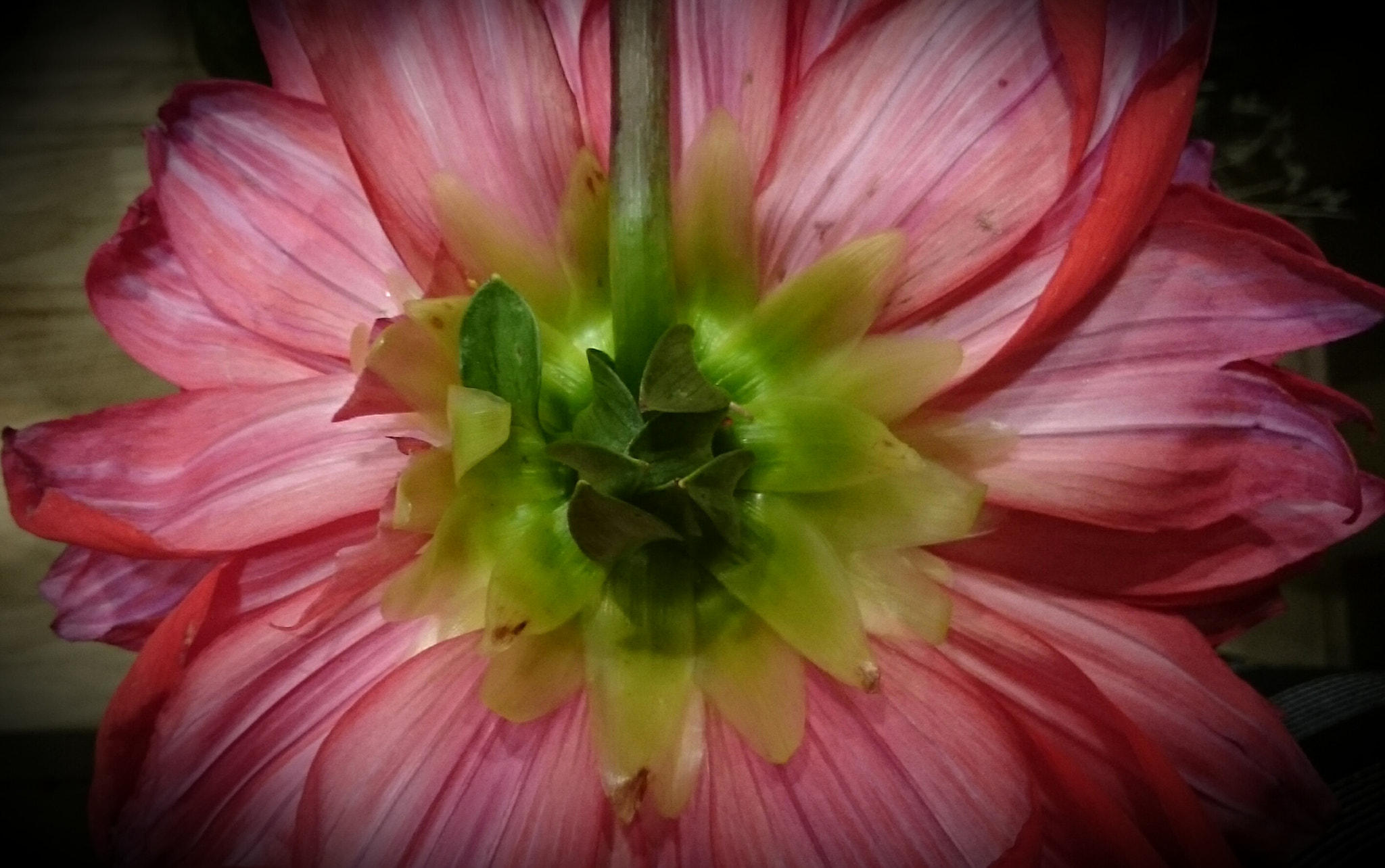 Sony Xperia Z Ultra sample photo