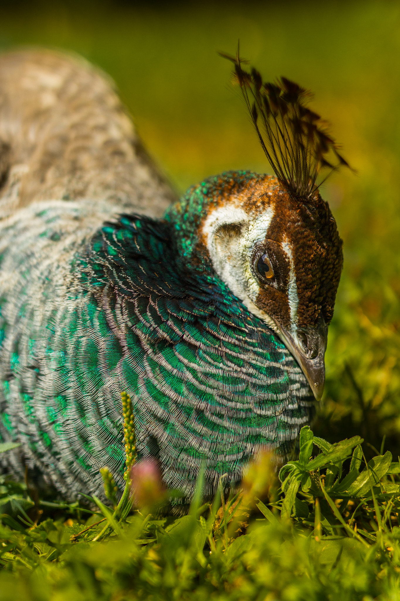 ZEISS Milvus 50mm F1.4 sample photo. Shy peacock photography