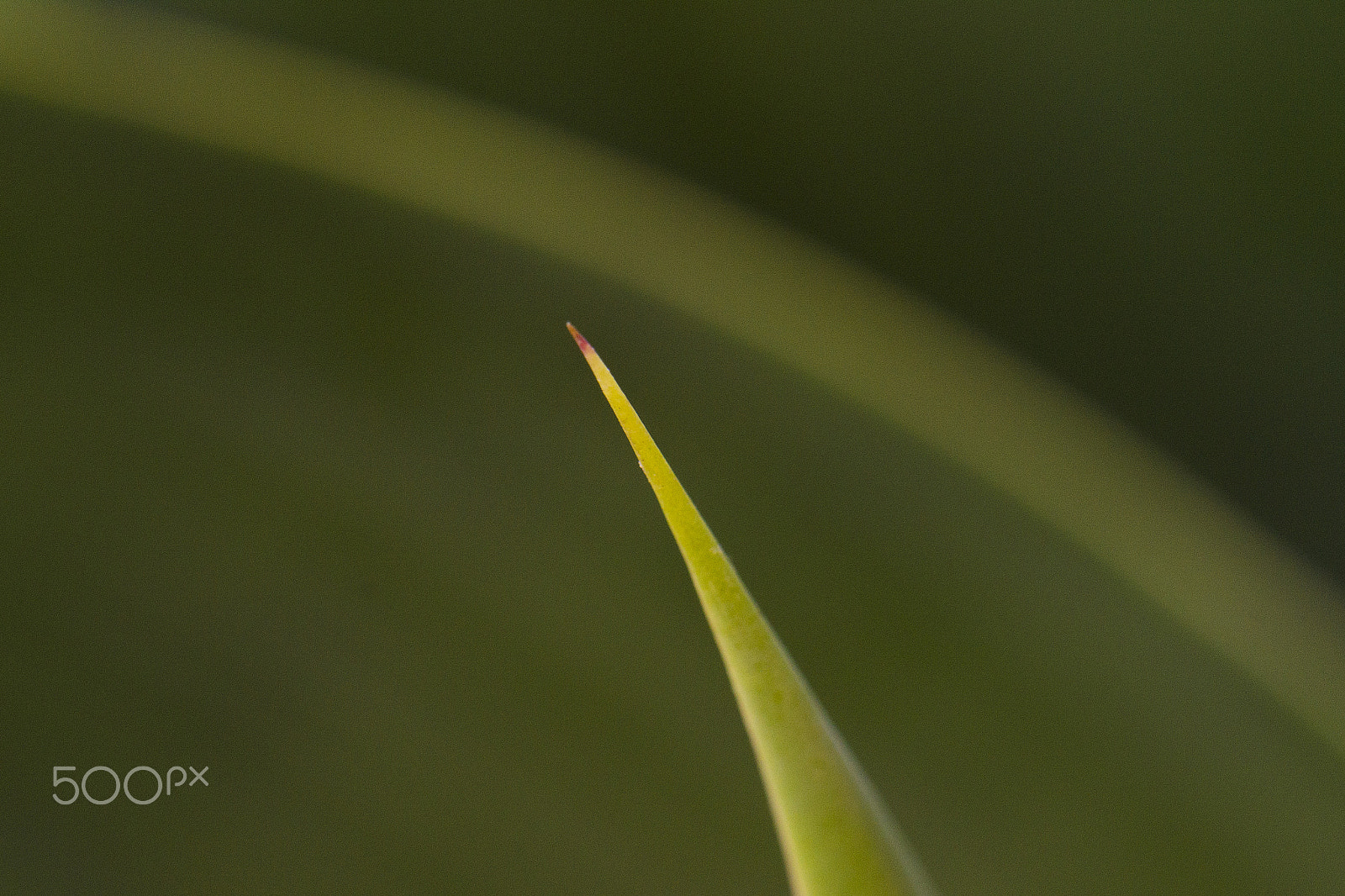 Nikon AF-S DX Micro-Nikkor 85mm F3.5G ED VR sample photo. Spiky photography