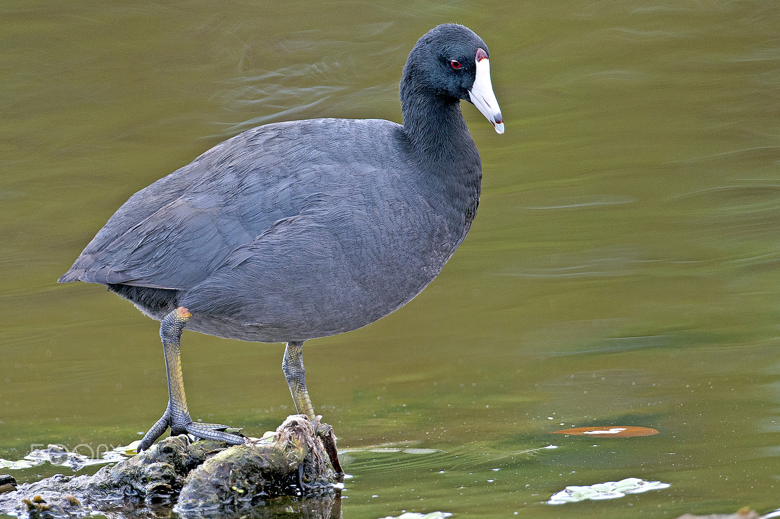 Nikon D300 + Nikon AF-S Nikkor 600mm F4G ED VR sample photo. Coot photography