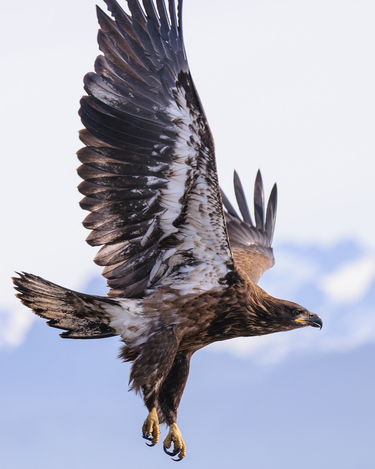 AF-S Zoom-Nikkor 80-200mm f/2.8D IF-ED sample photo. Eagle taking flight photography