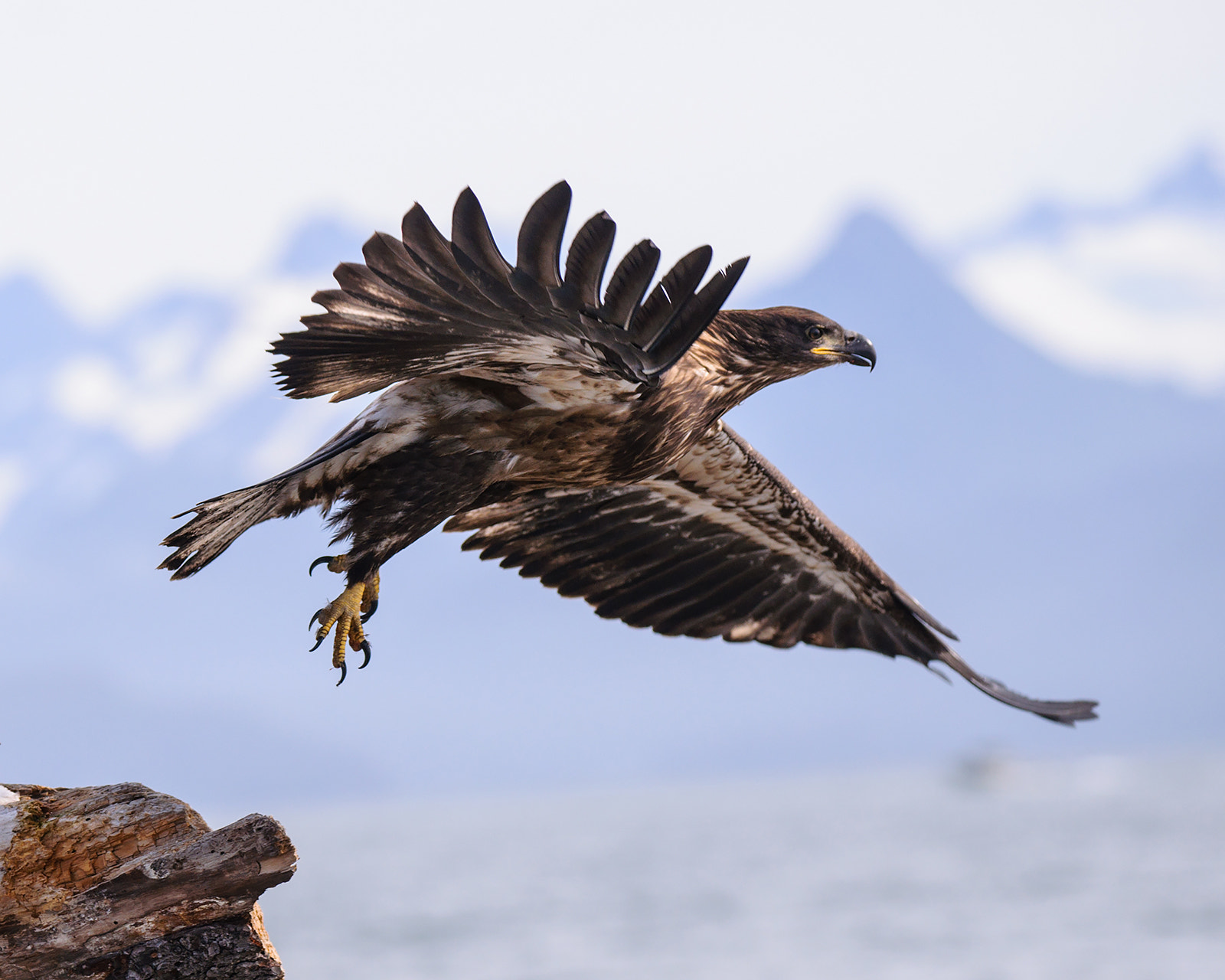 Nikon D90 + AF-S Zoom-Nikkor 80-200mm f/2.8D IF-ED sample photo. Young eagle taking flight photography