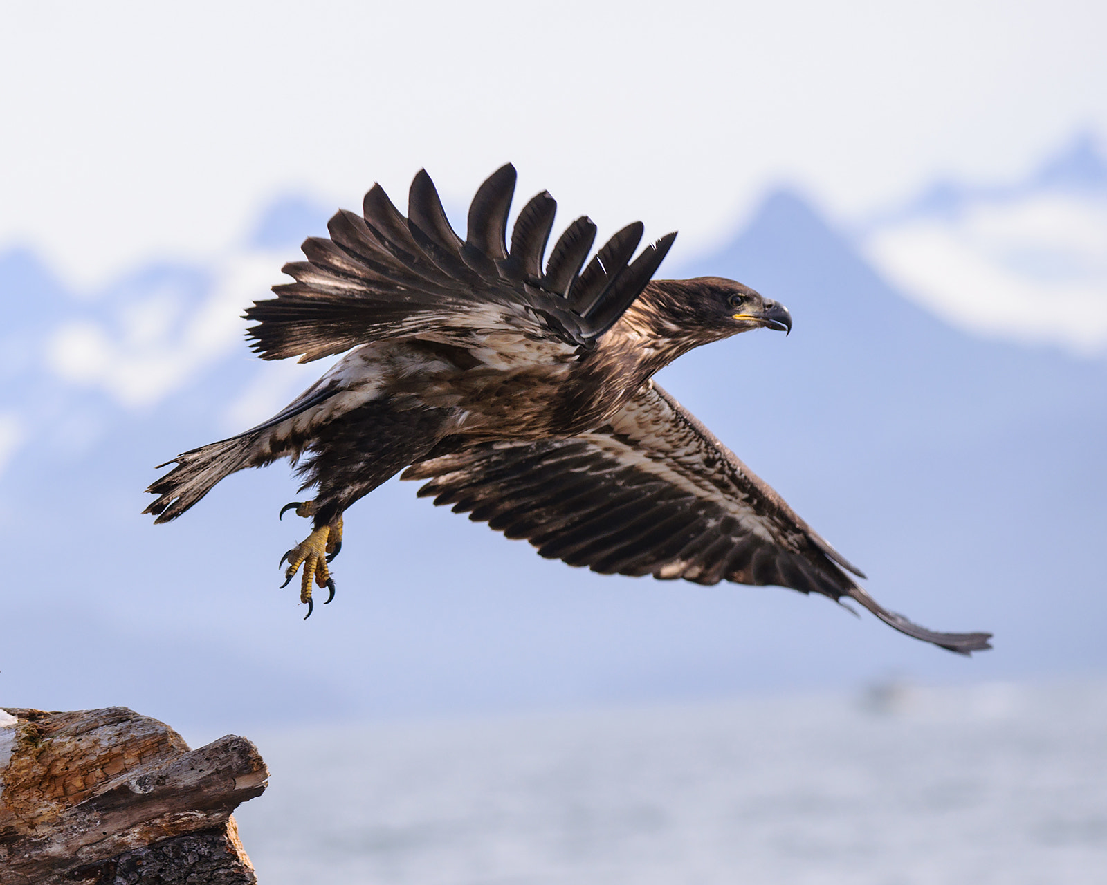 AF-S Zoom-Nikkor 80-200mm f/2.8D IF-ED sample photo. Young eagle taking flight photography