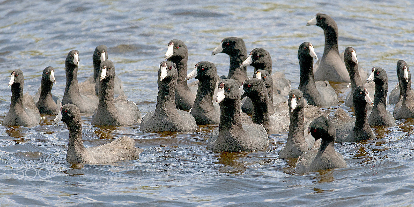 Nikon D300 + Nikon AF-S Nikkor 600mm F4G ED VR sample photo. A bunch of old coots photography