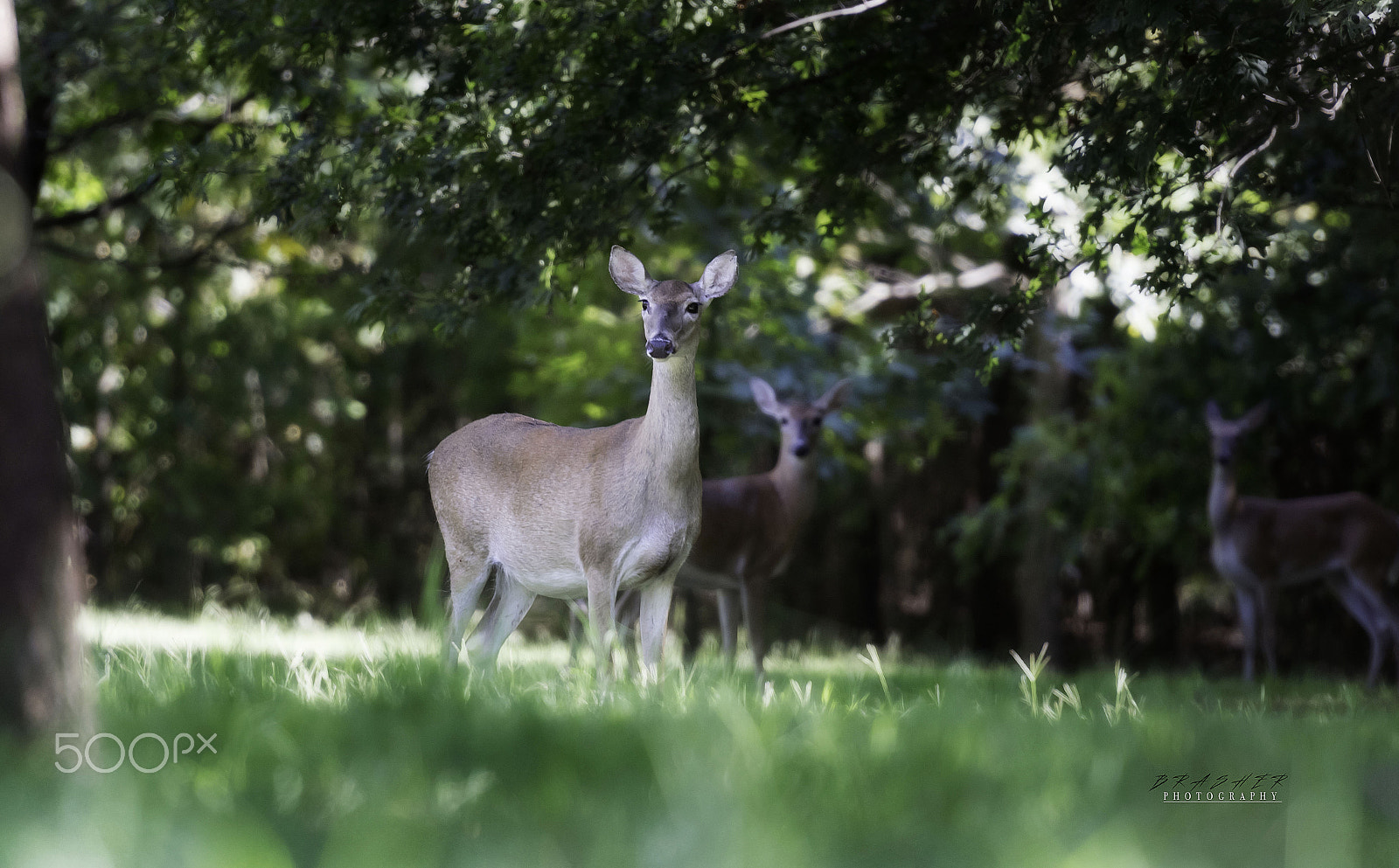 Nikon AF-S Nikkor 70-200mm F2.8G ED VR II sample photo. Deer photography