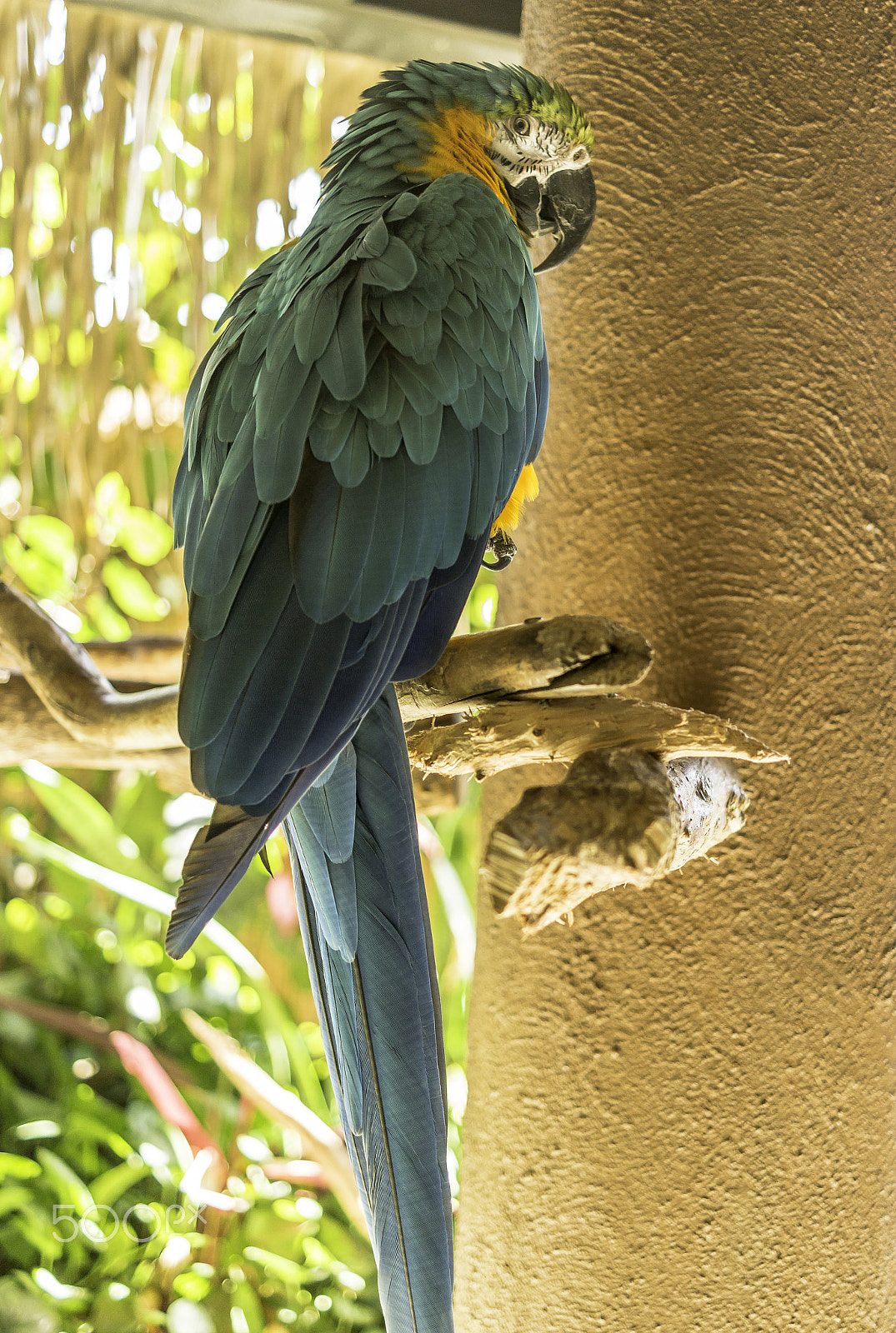 Samsung NX300 + Samsung NX 30mm F2 Pancake sample photo. A green macaw... photography