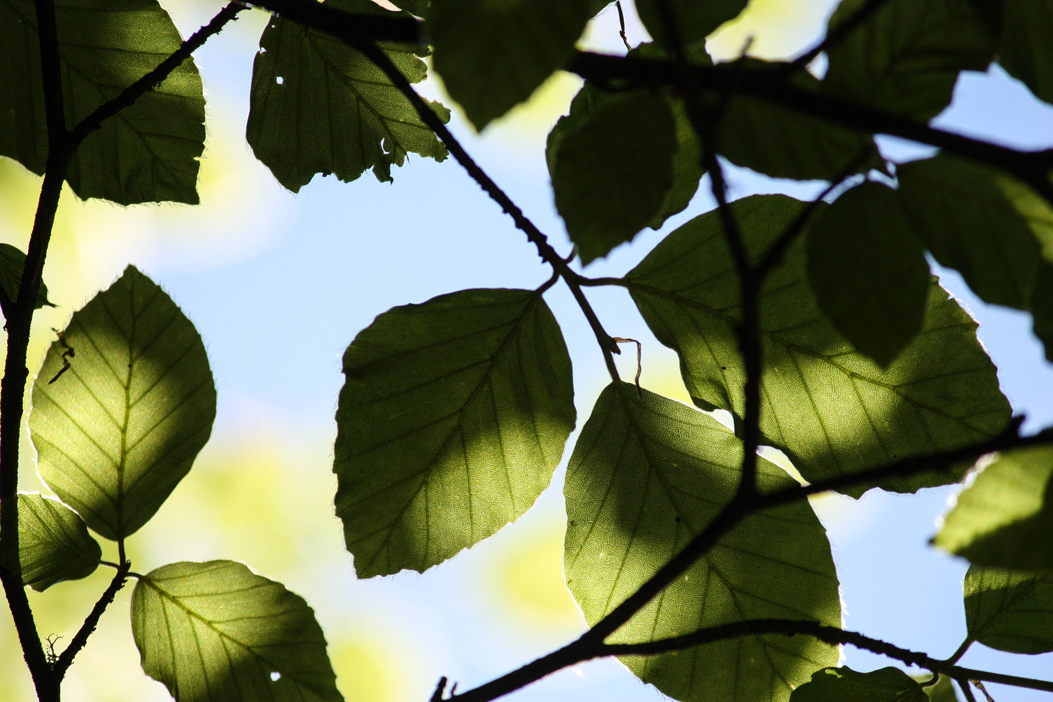 Canon EOS 450D (EOS Rebel XSi / EOS Kiss X2) sample photo. Make like a tree photography