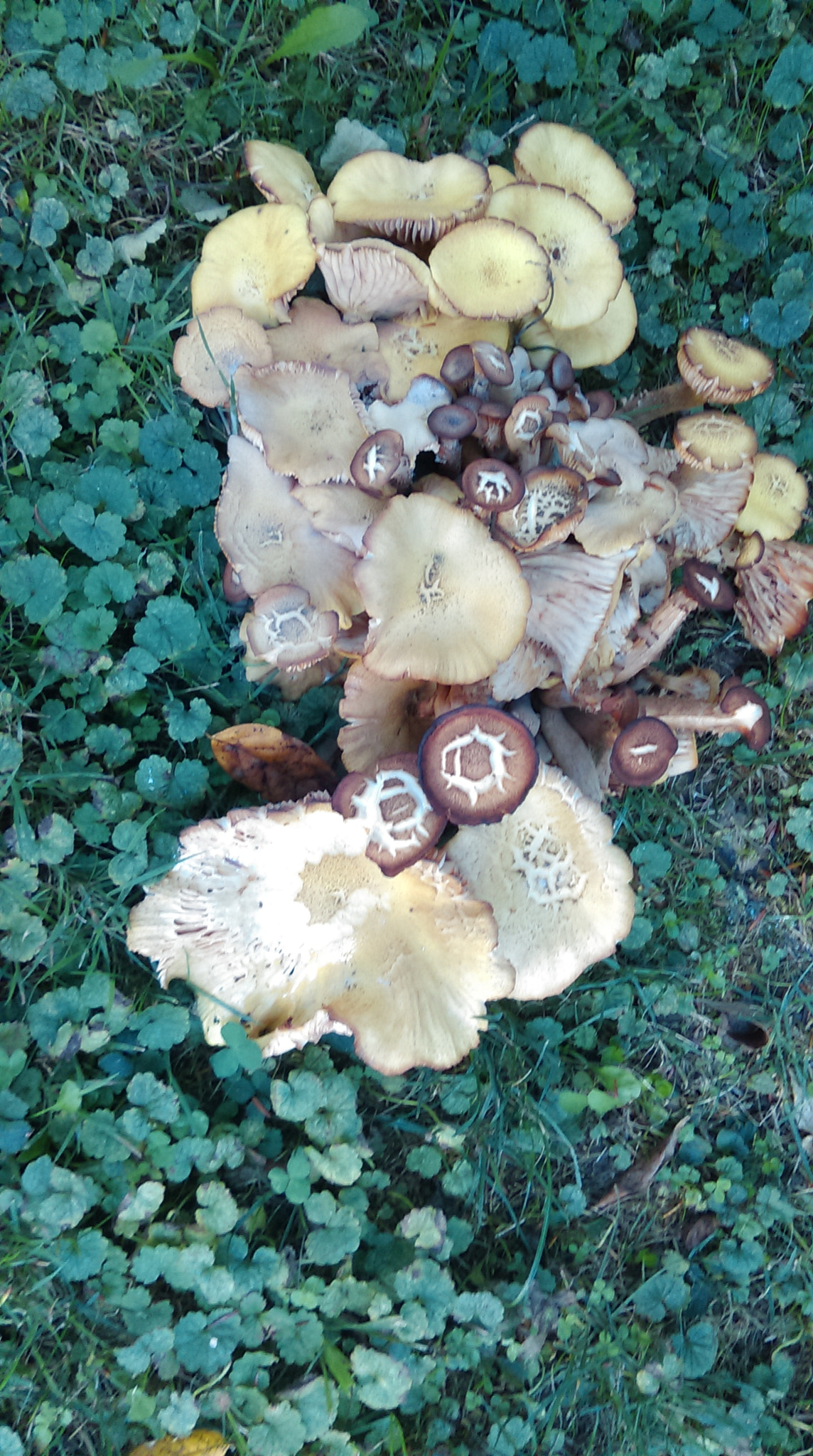 HTC DESIRE 610 sample photo. Moshrooms photography