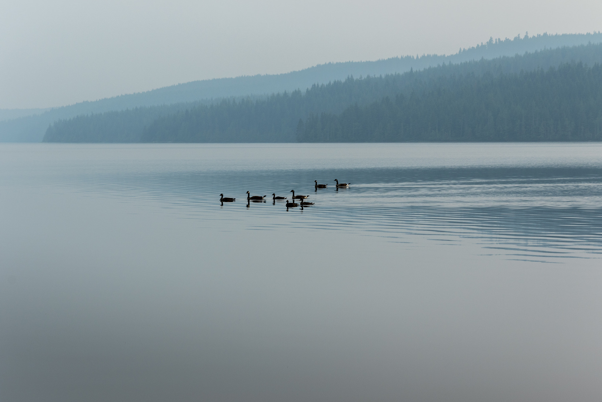 Canon EOS 7D Mark II + Canon EF-S 17-85mm F4-5.6 IS USM sample photo. Geese on mohun lake photography