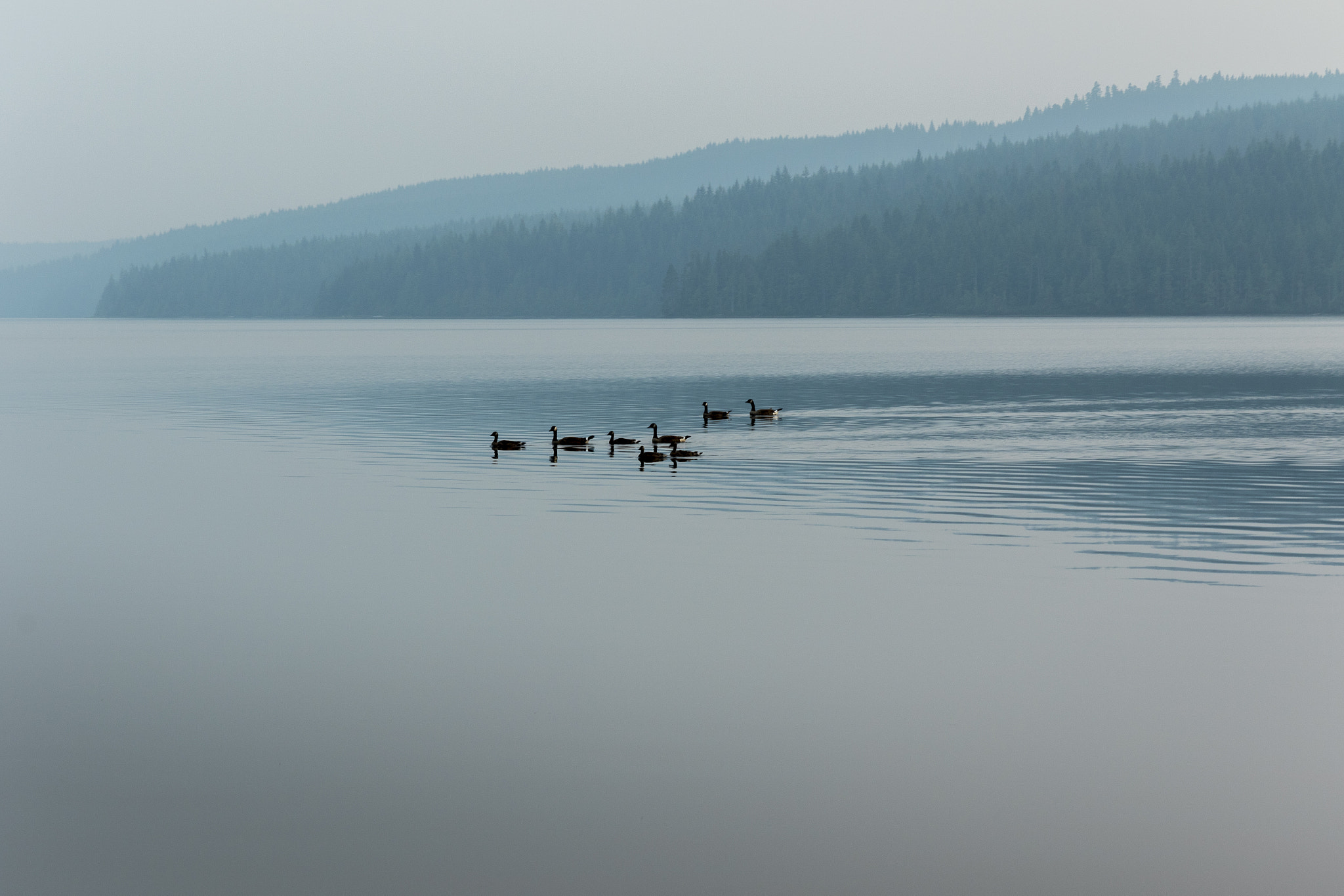 Canon EF-S 17-85mm F4-5.6 IS USM sample photo. Geese on mohun lake photography