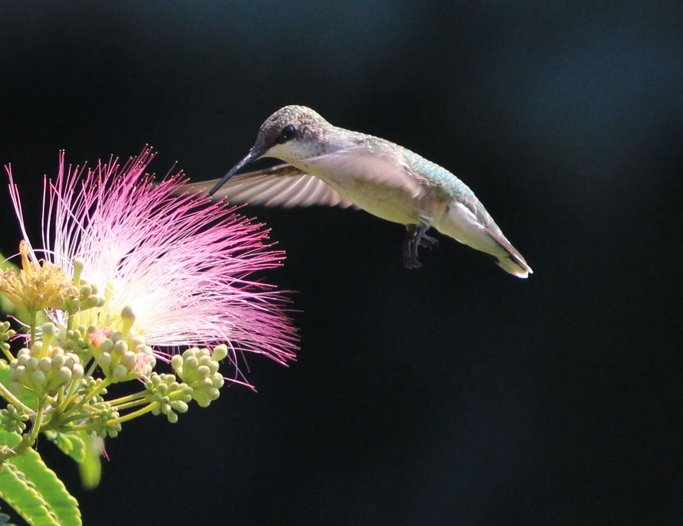 Canon EOS 700D (EOS Rebel T5i / EOS Kiss X7i) sample photo. Just find these small creatures fascinating. photography