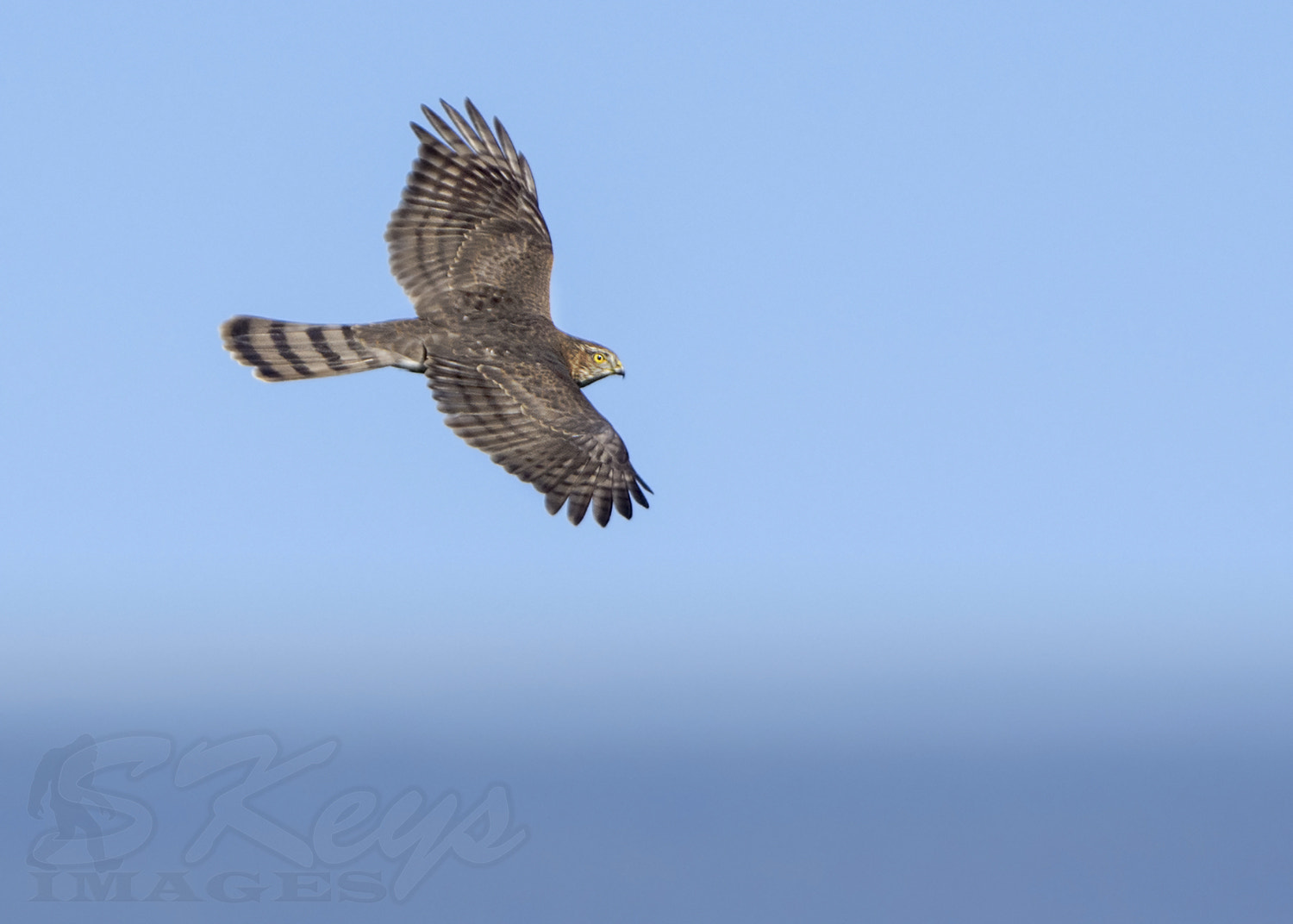 Nikon D7200 + Sigma 500mm F4.5 EX DG HSM sample photo. Sharp (sharp-shinned hawk) photography