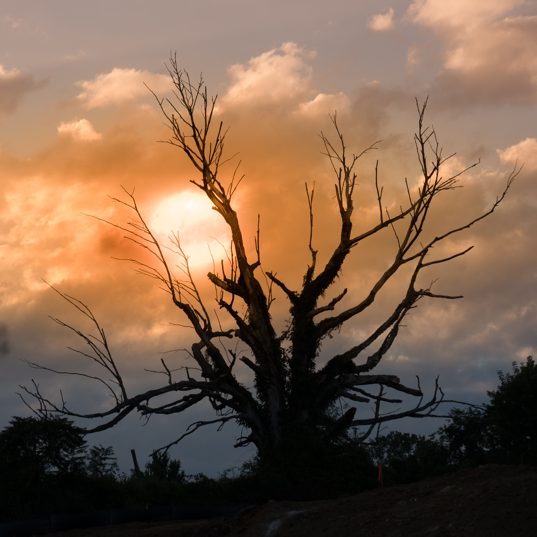 Sony E 55-210mm F4.5-6.3 OSS sample photo. Halloween tree photography