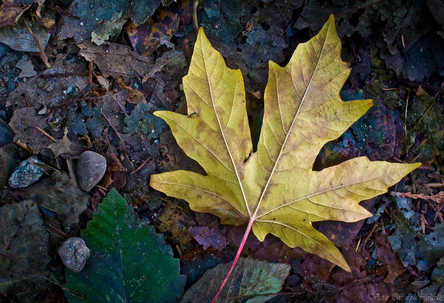 Nikon 1 J1 sample photo. A beauty in decay photography