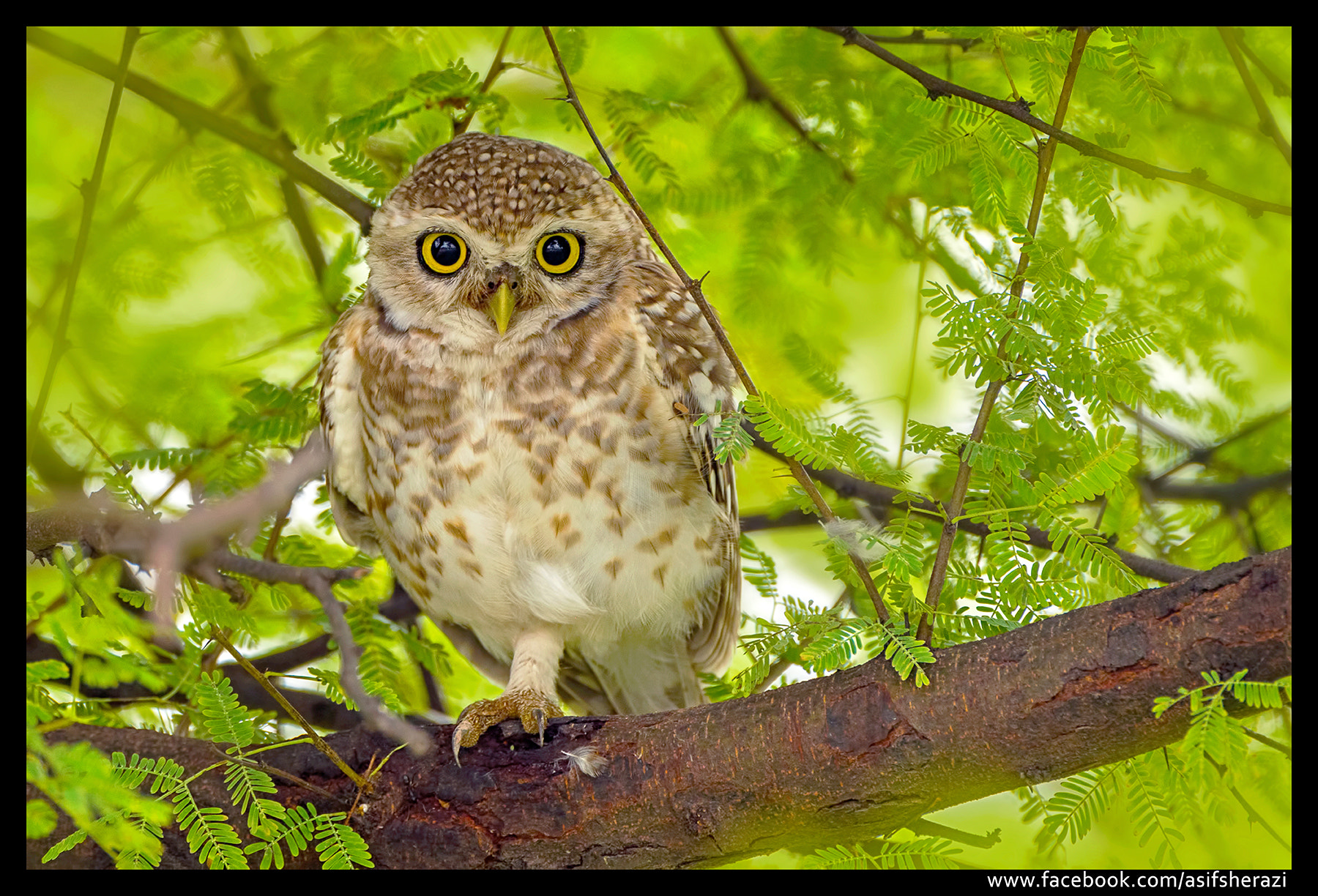Nikon AF-S Nikkor 400mm F2.8G ED VR II sample photo. Beauty of the nature photography