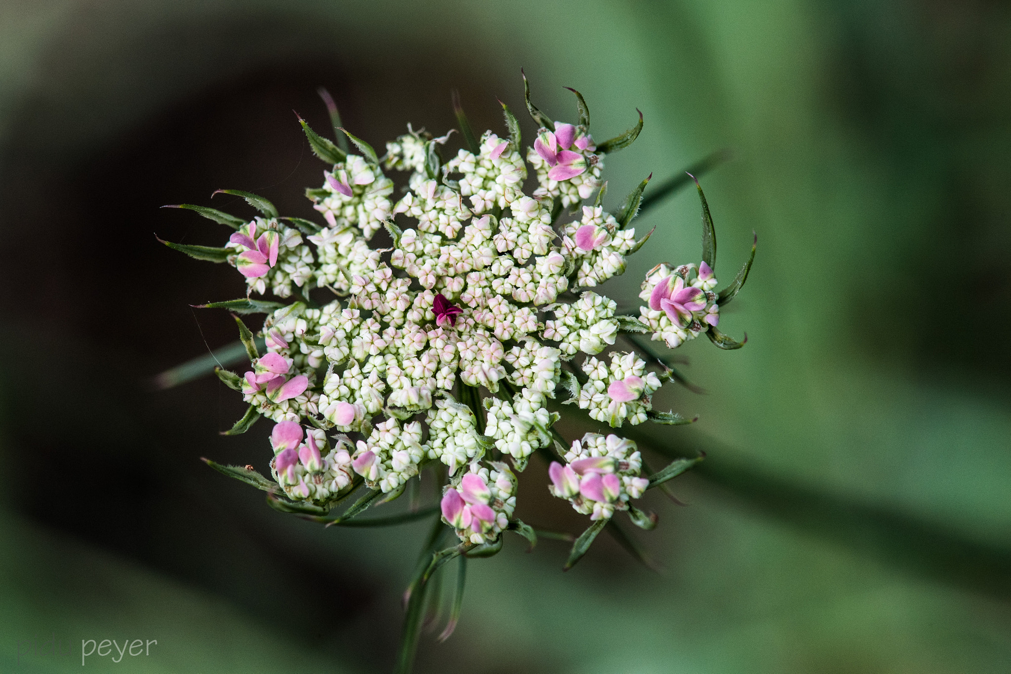 Nikon D5 sample photo. Isolated plant photography