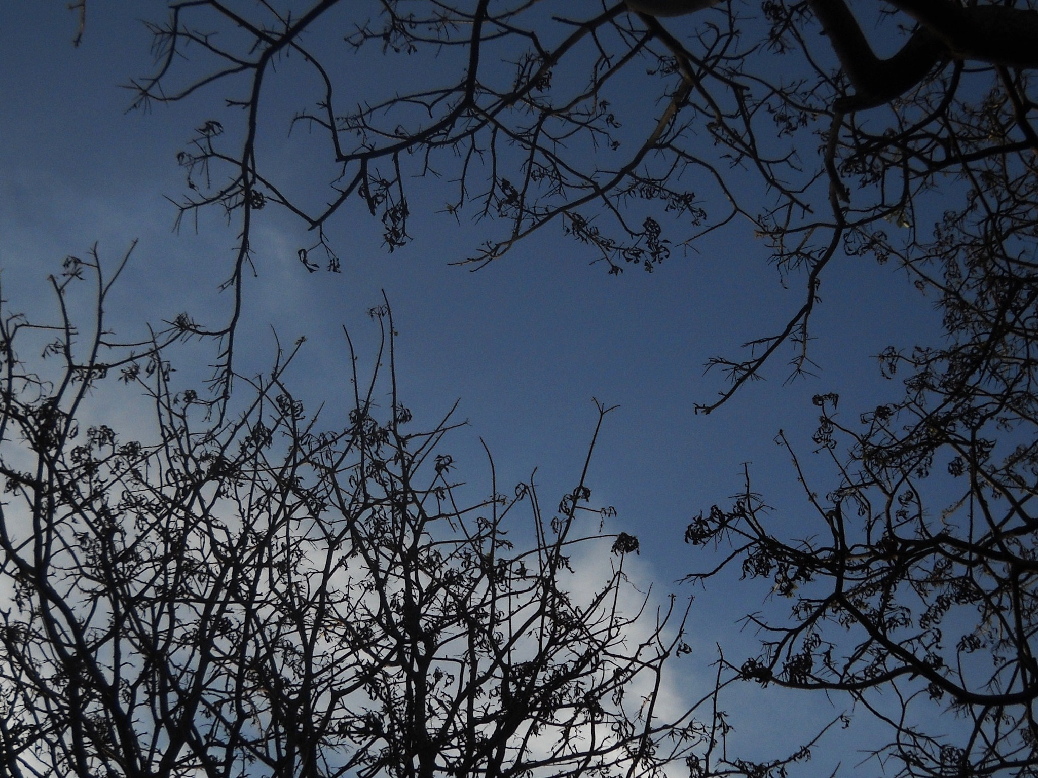 Nikon Coolpix L20 sample photo. Tree photography