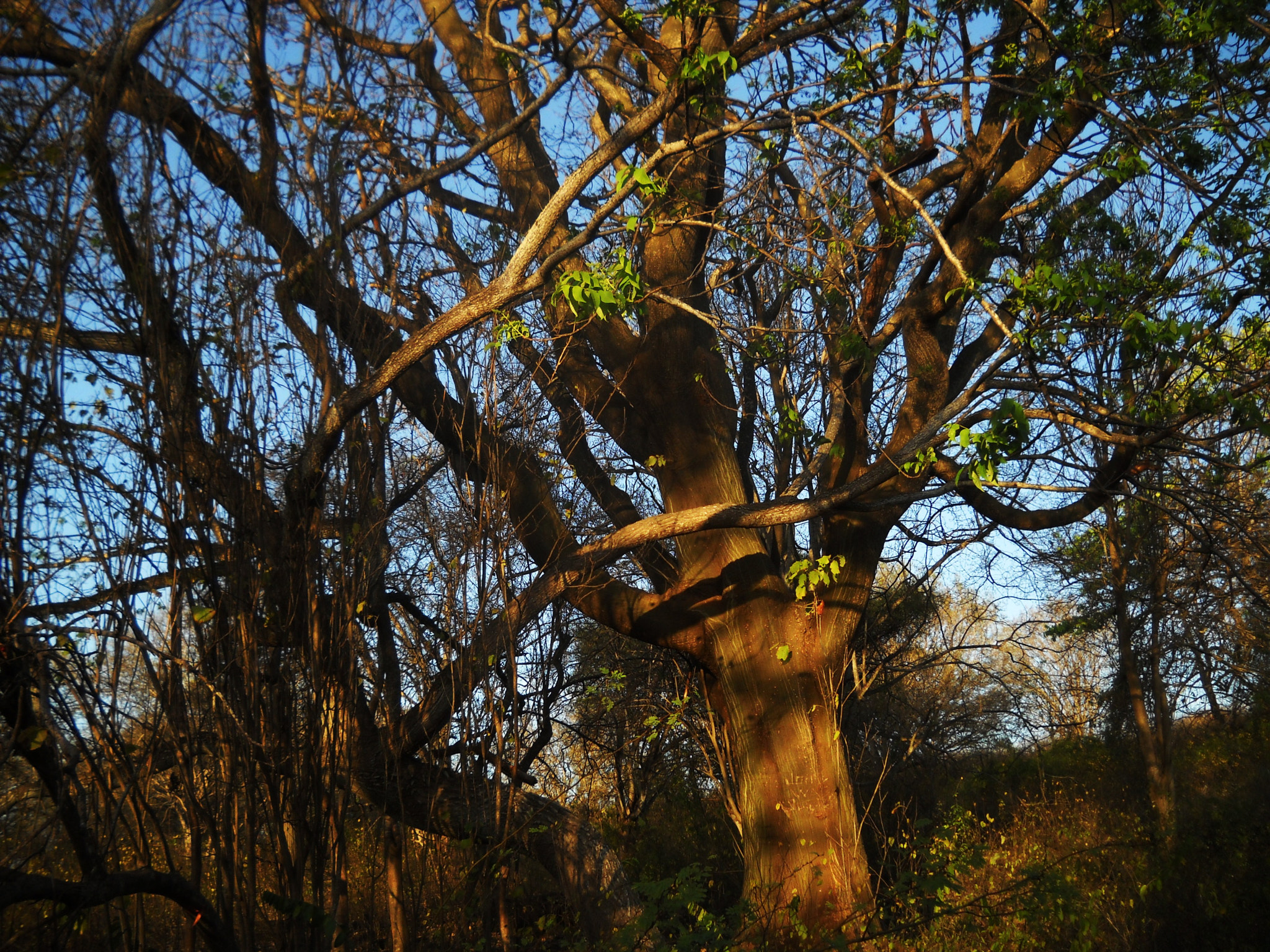 Nikon Coolpix L20 sample photo. Tree photography