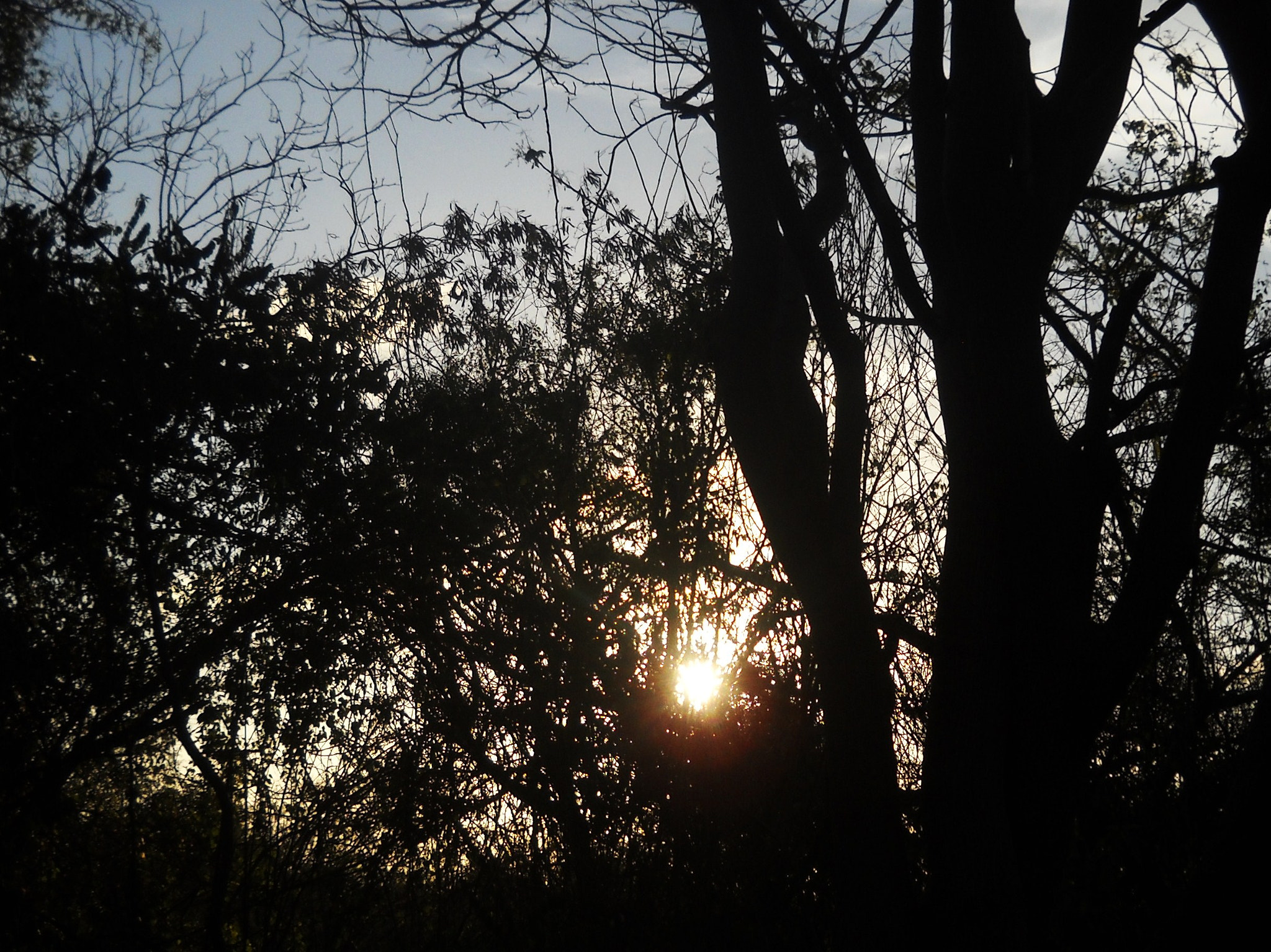Nikon Coolpix L20 sample photo. Tree photography